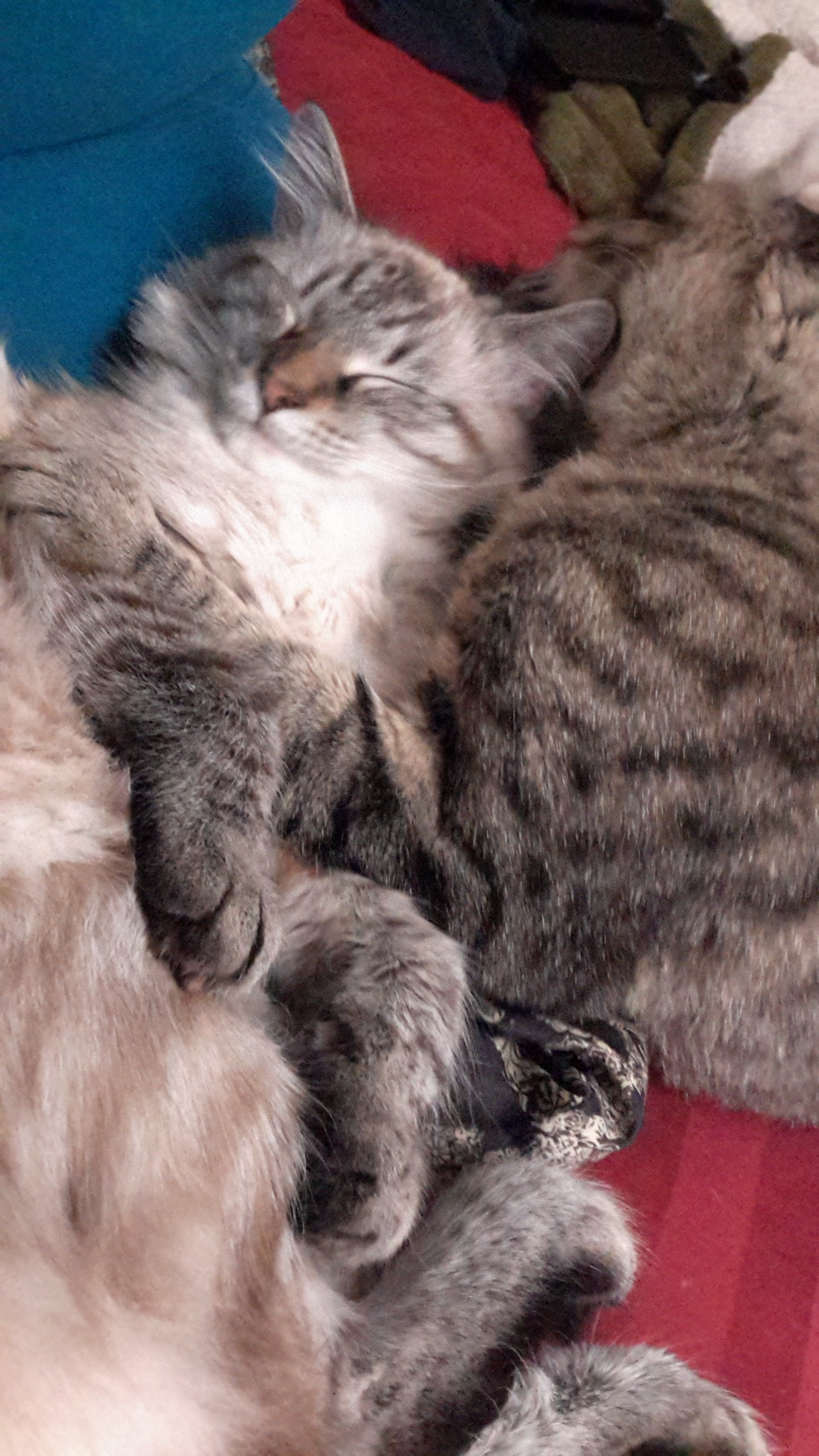 Can My Cats Coat Change Colors? TheCatSite