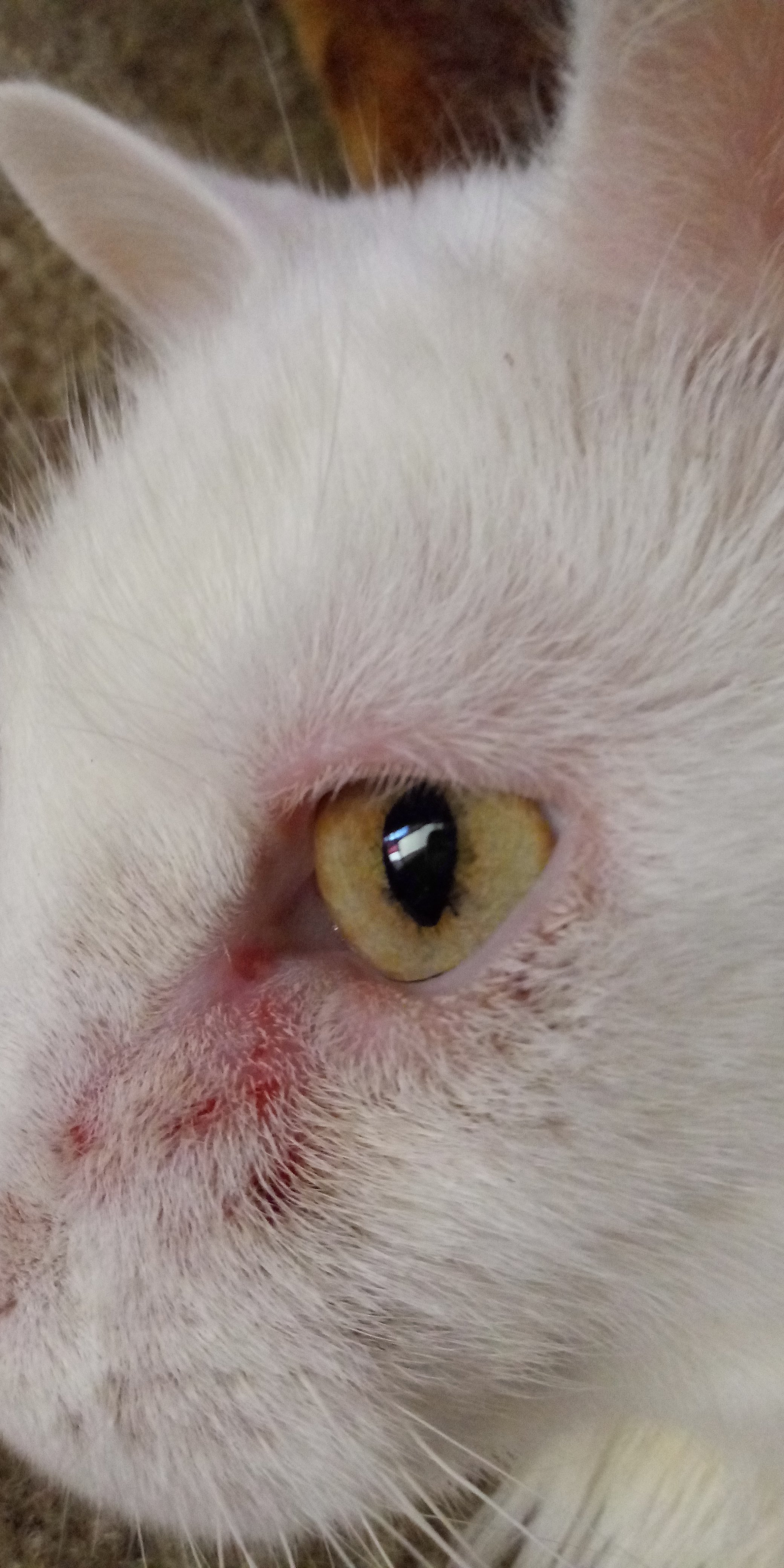 Cat Eye Issues TheCatSite