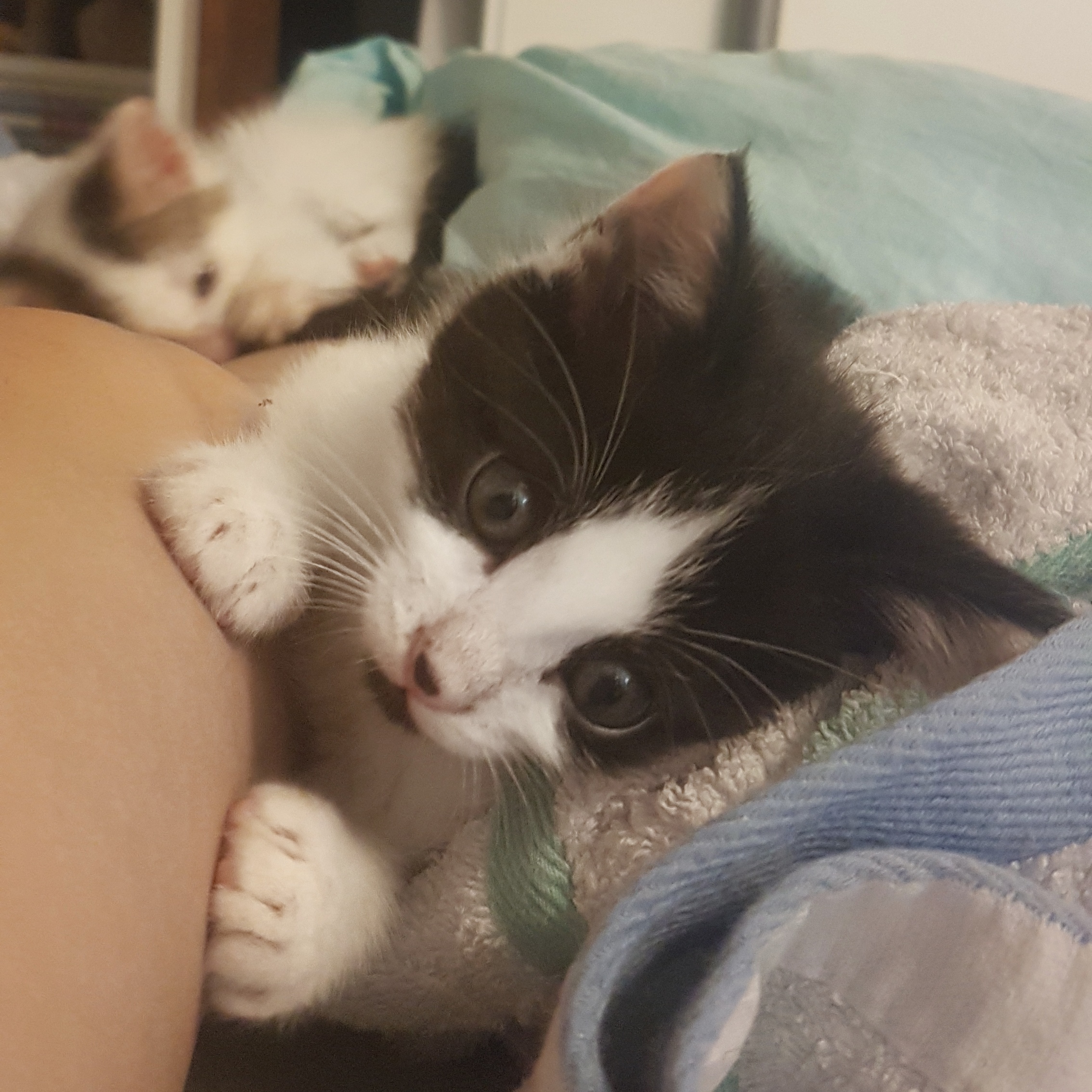 Blood In Kitten Poop? TheCatSite