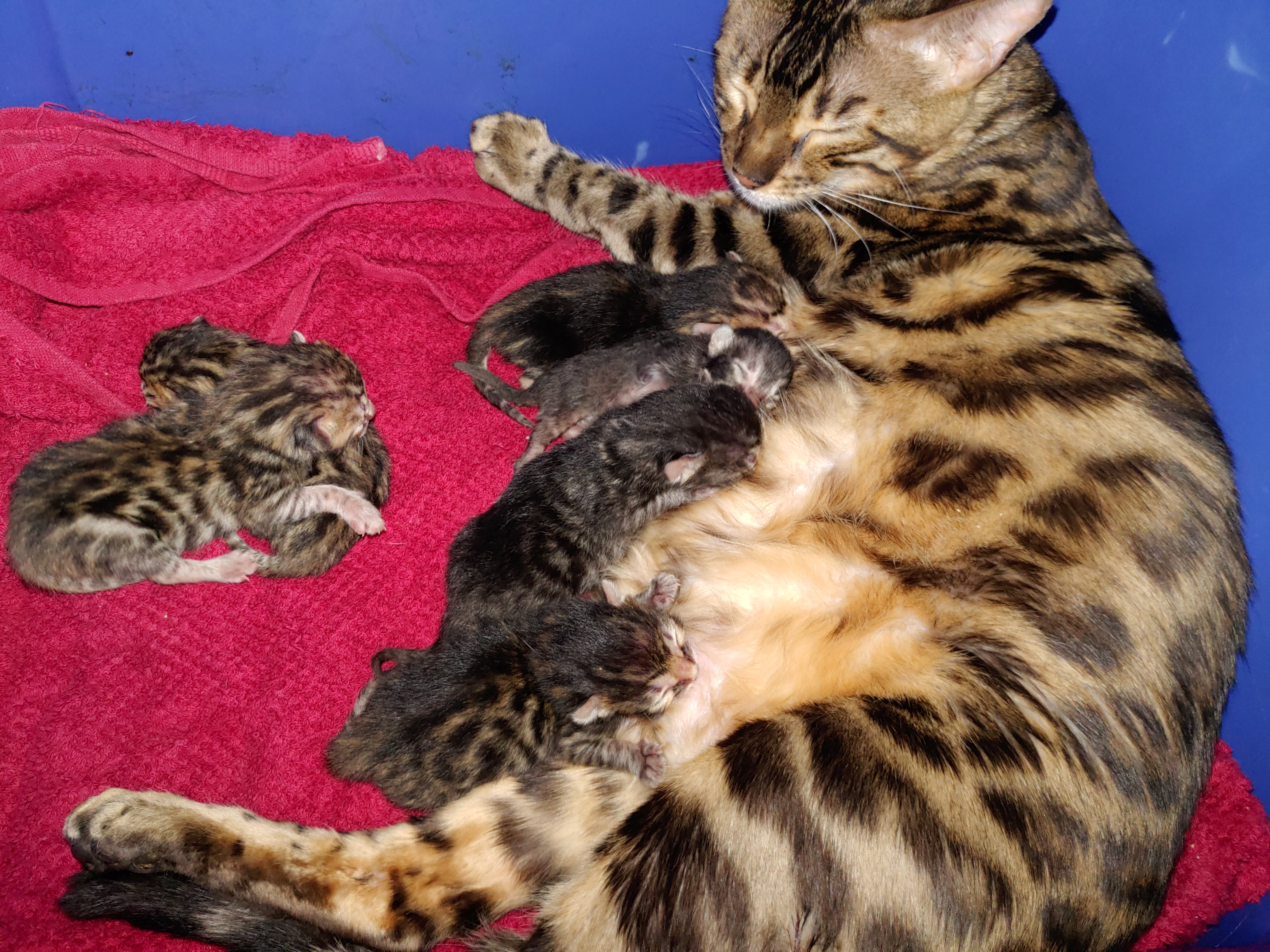 Pregnant cat overdue? Updated Page 2 TheCatSite