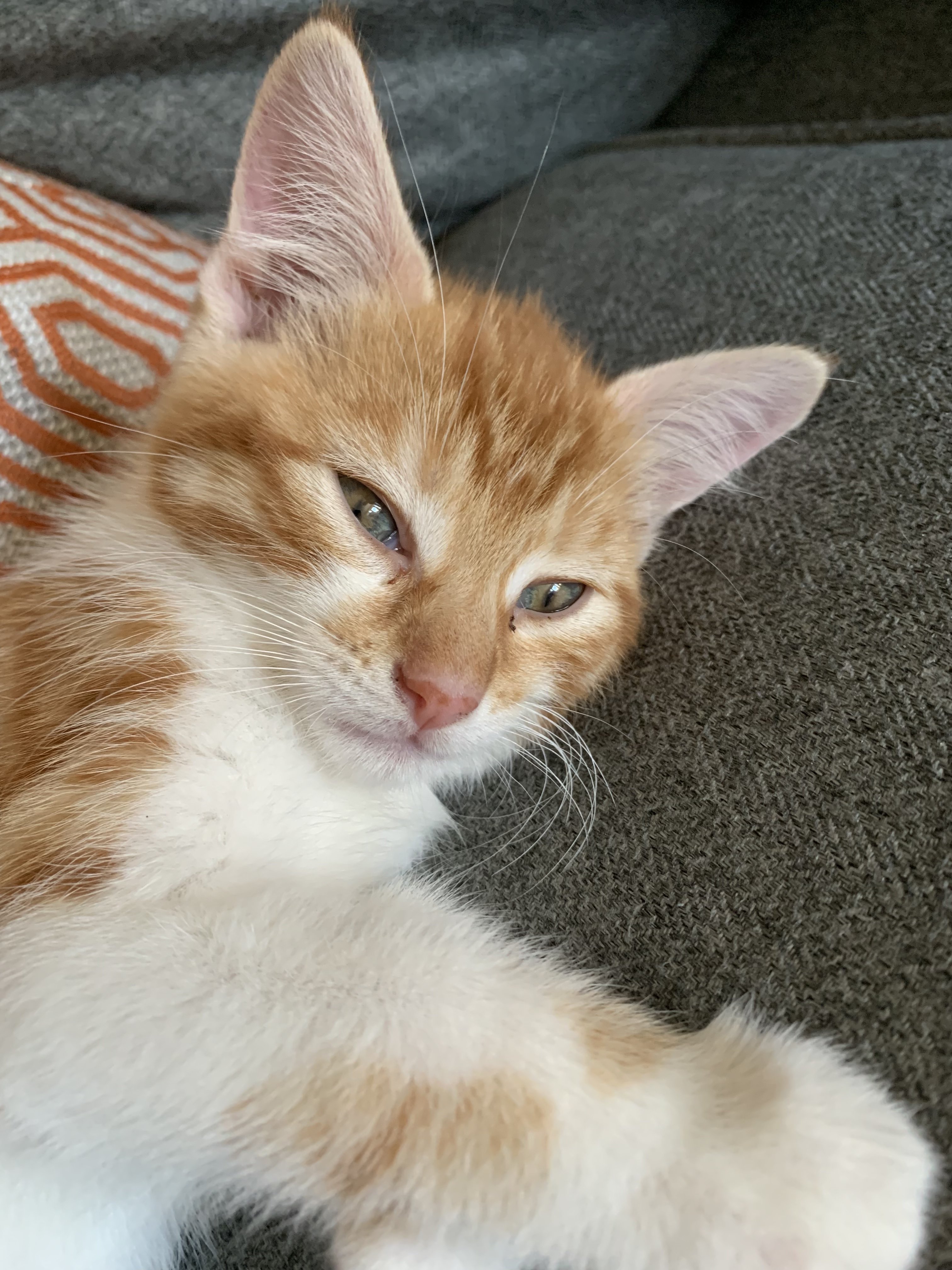What Breed Is My New Furbaby? TheCatSite