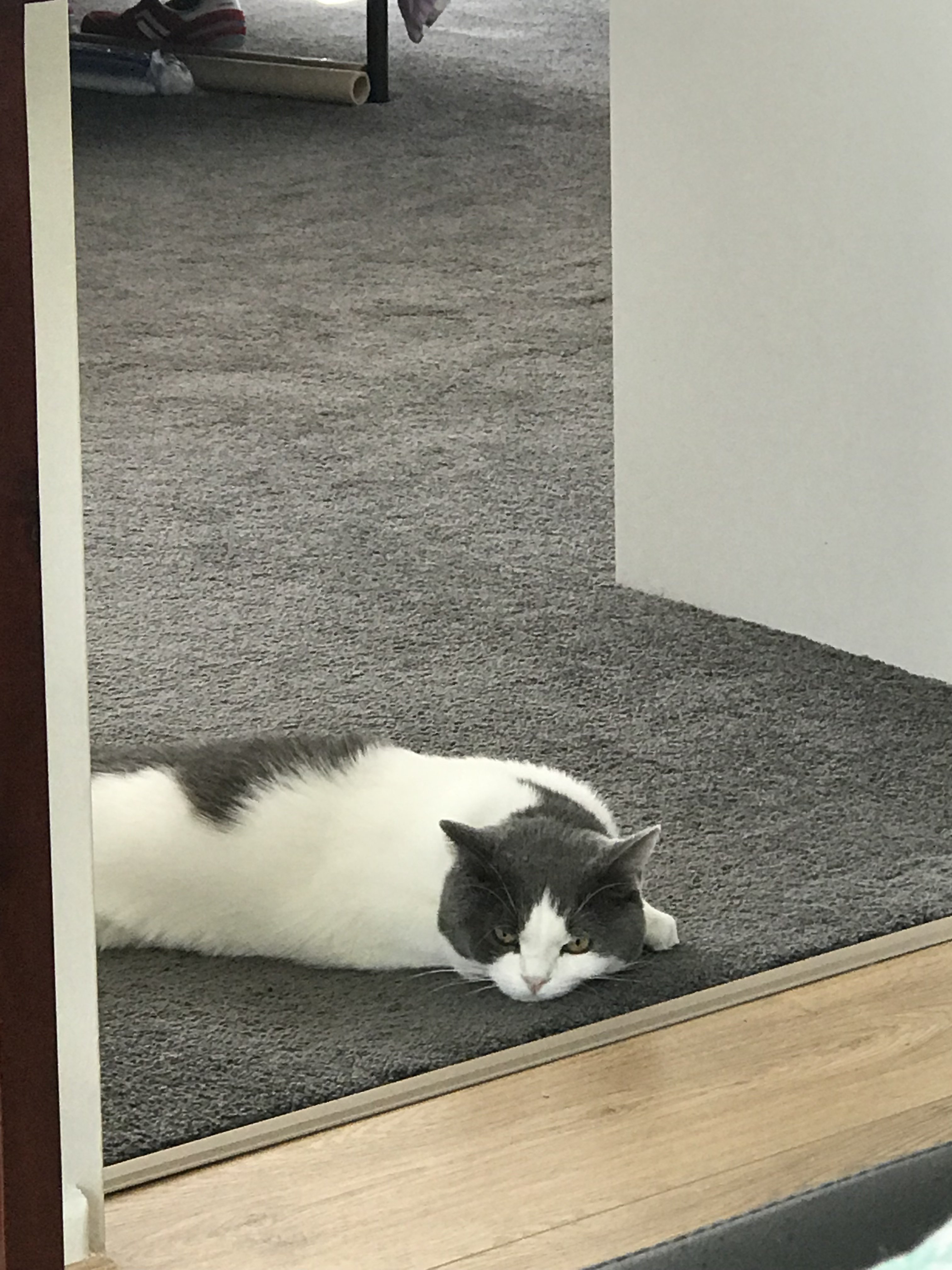 Cat laying down flat like a pancake.. normal? Pictures TheCatSite
