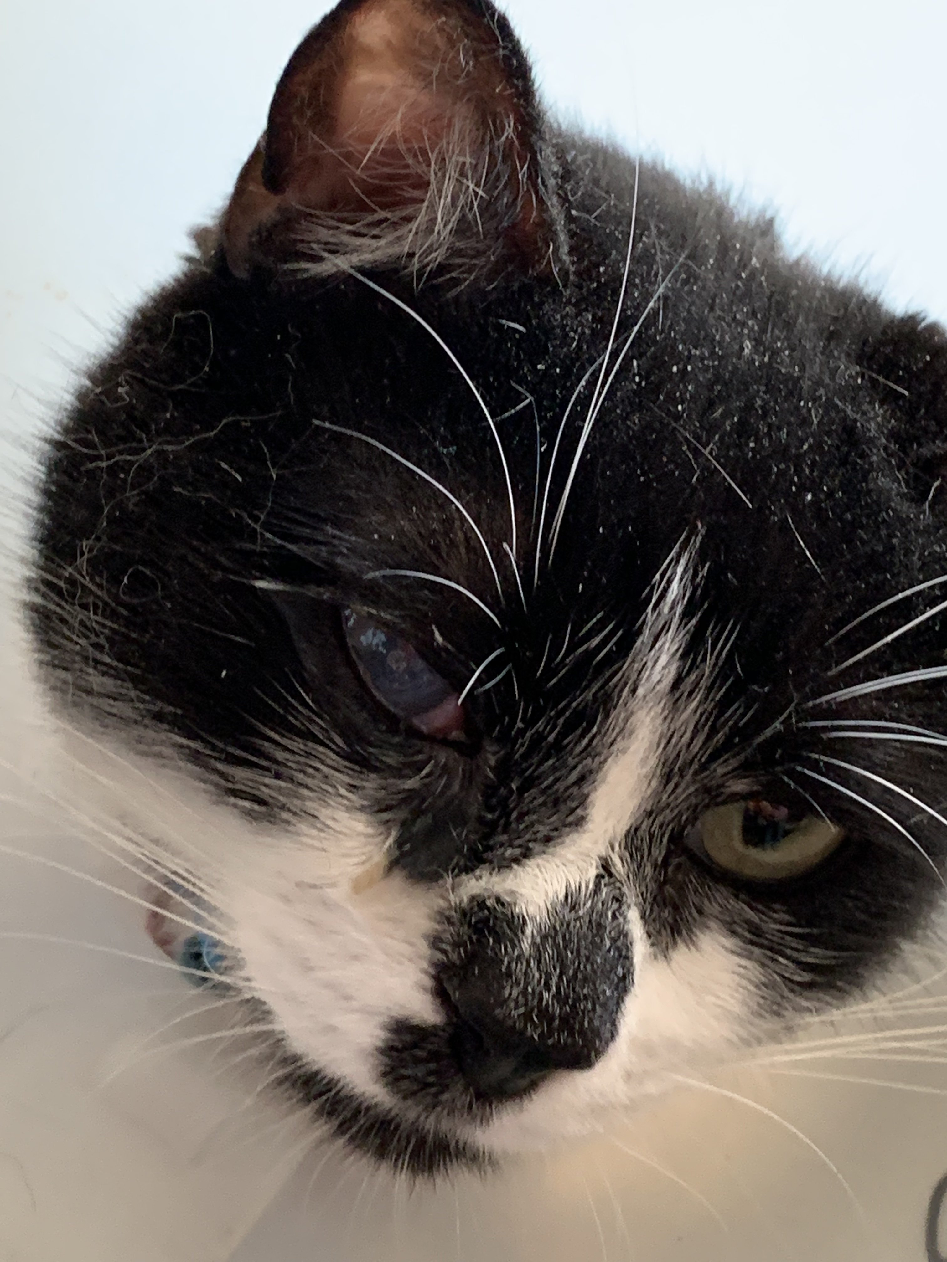 Scratched Eye TheCatSite