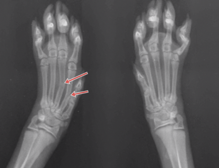 cat paw x ray kitten Joellen Hensley