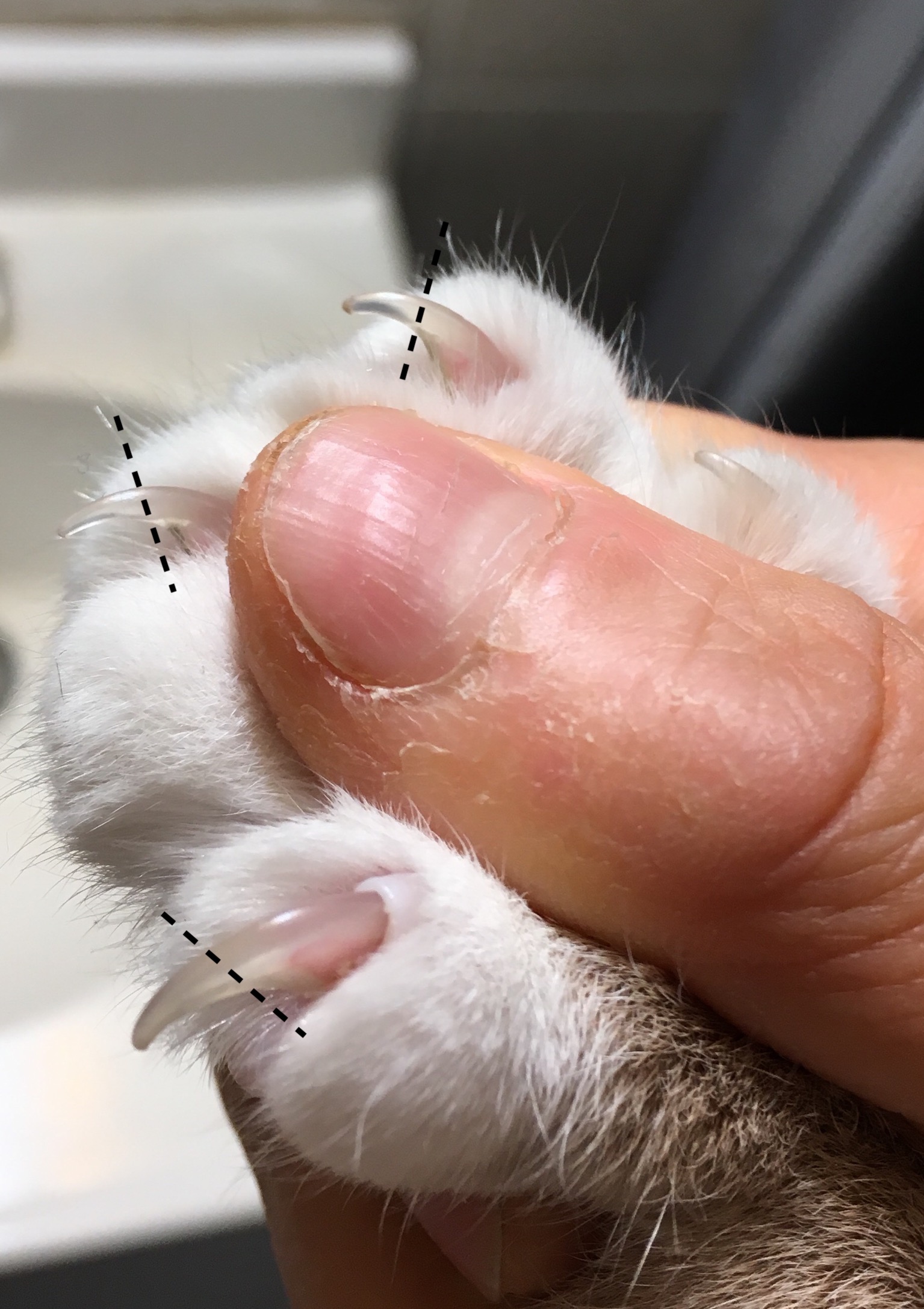 How To Trim Cat Claws Alone Long claws can grow into the toepad