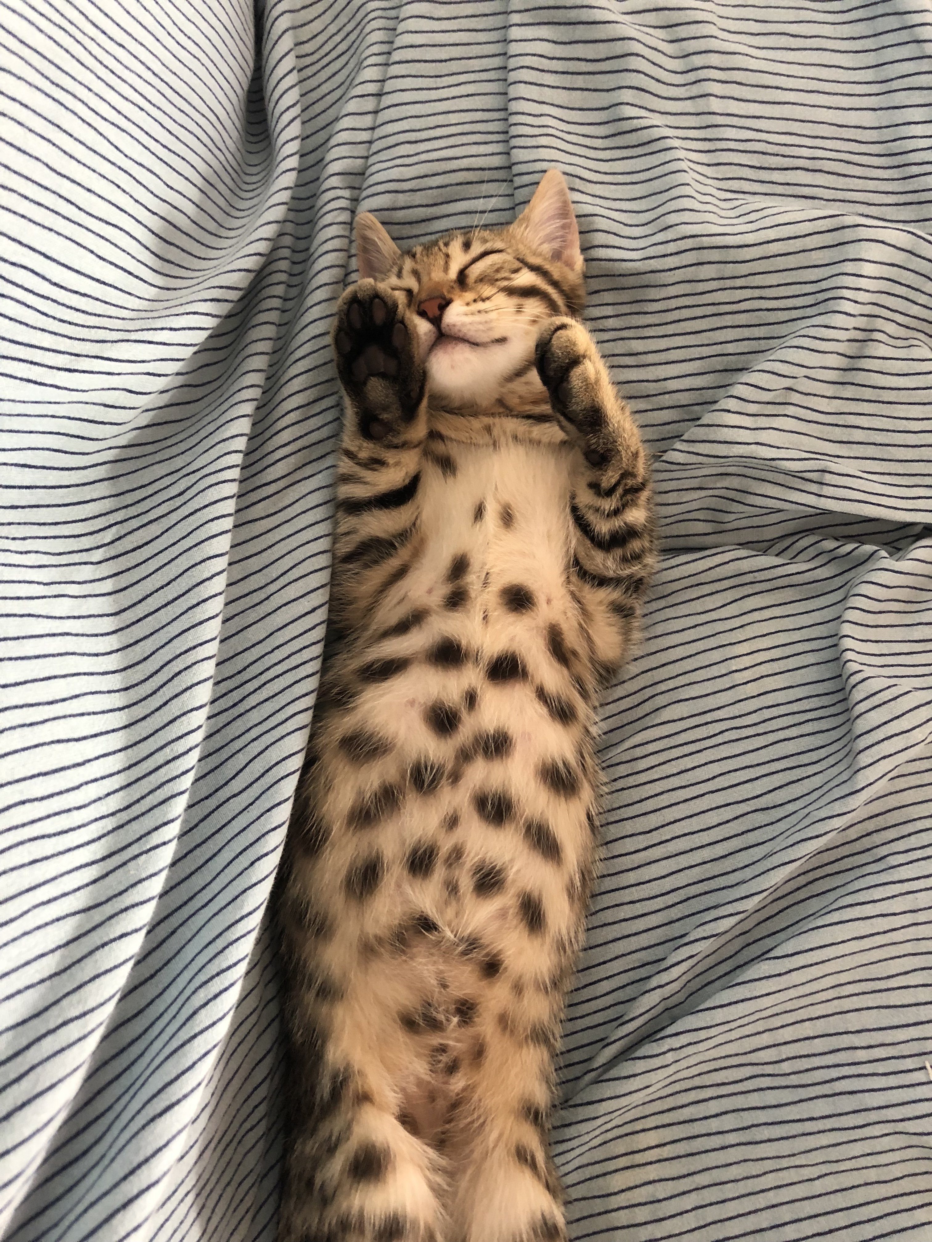 Is My Cat A Bengal Or A Bengal Mix? TheCatSite