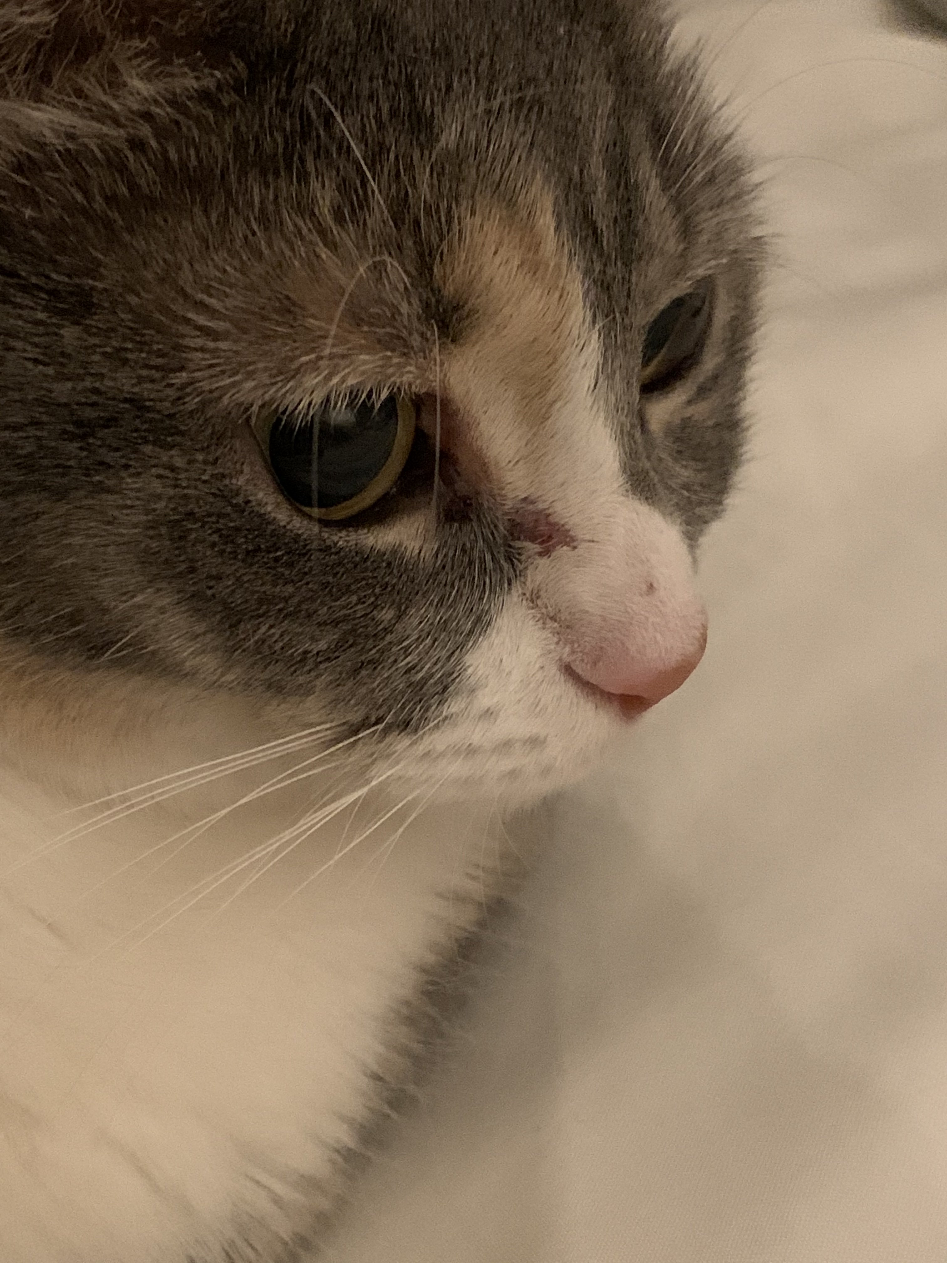 Cat losing hair in corner of eye TheCatSite