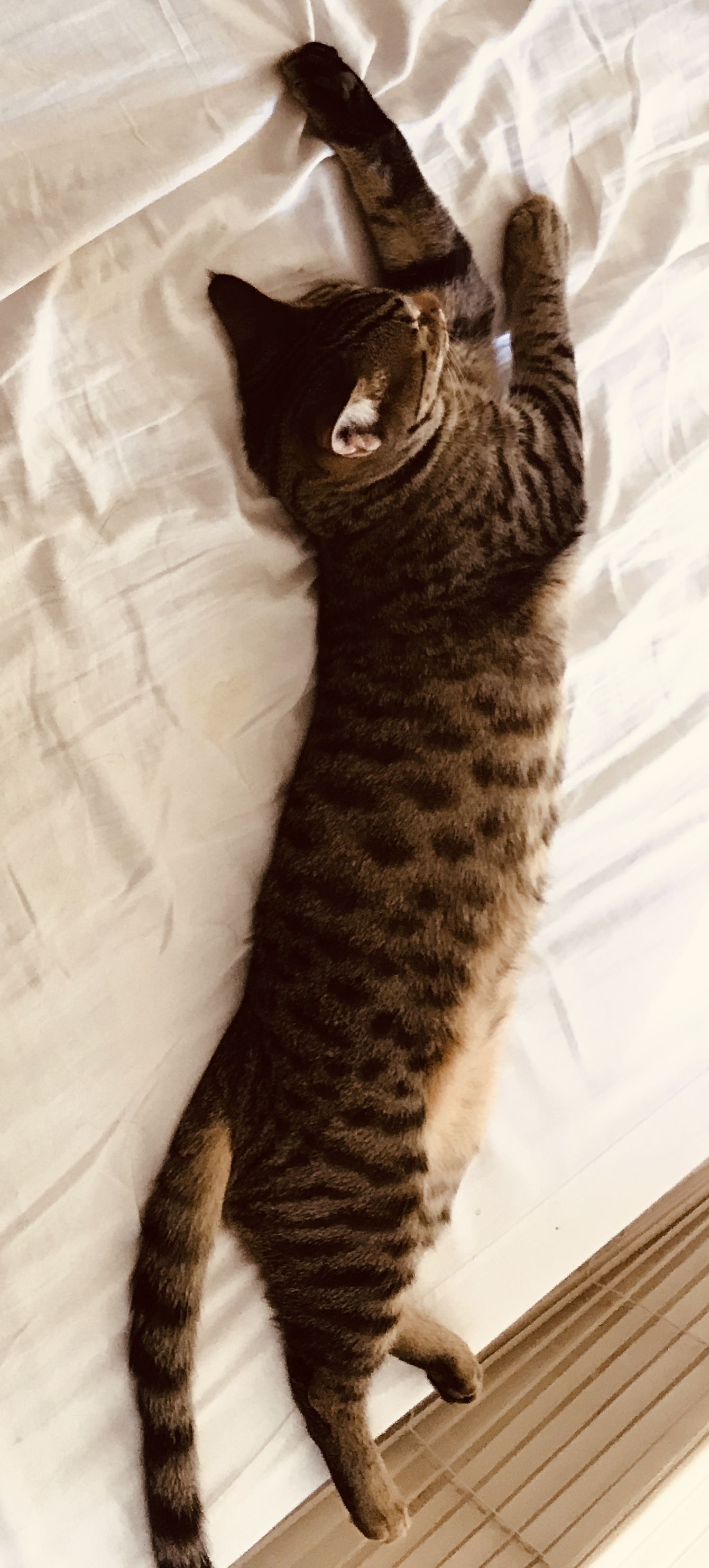 5 Month Old Kitten Already 11 Lbs??? TheCatSite