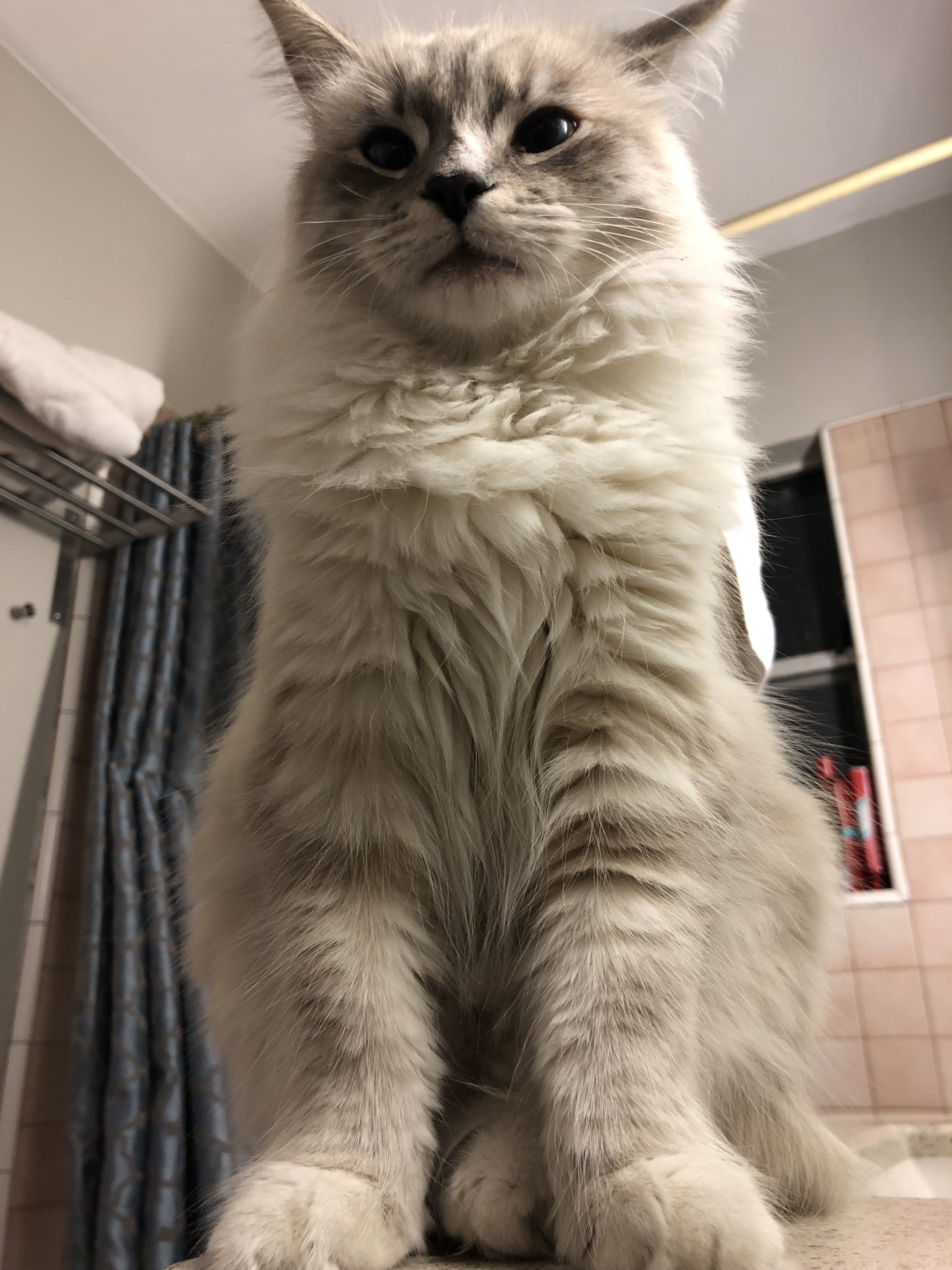 Show me your fluffy cats! Page 5 TheCatSite