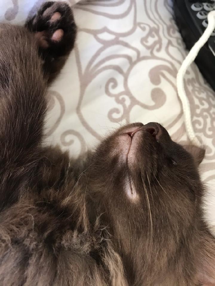 Cat Losing Hair On Lower Lip