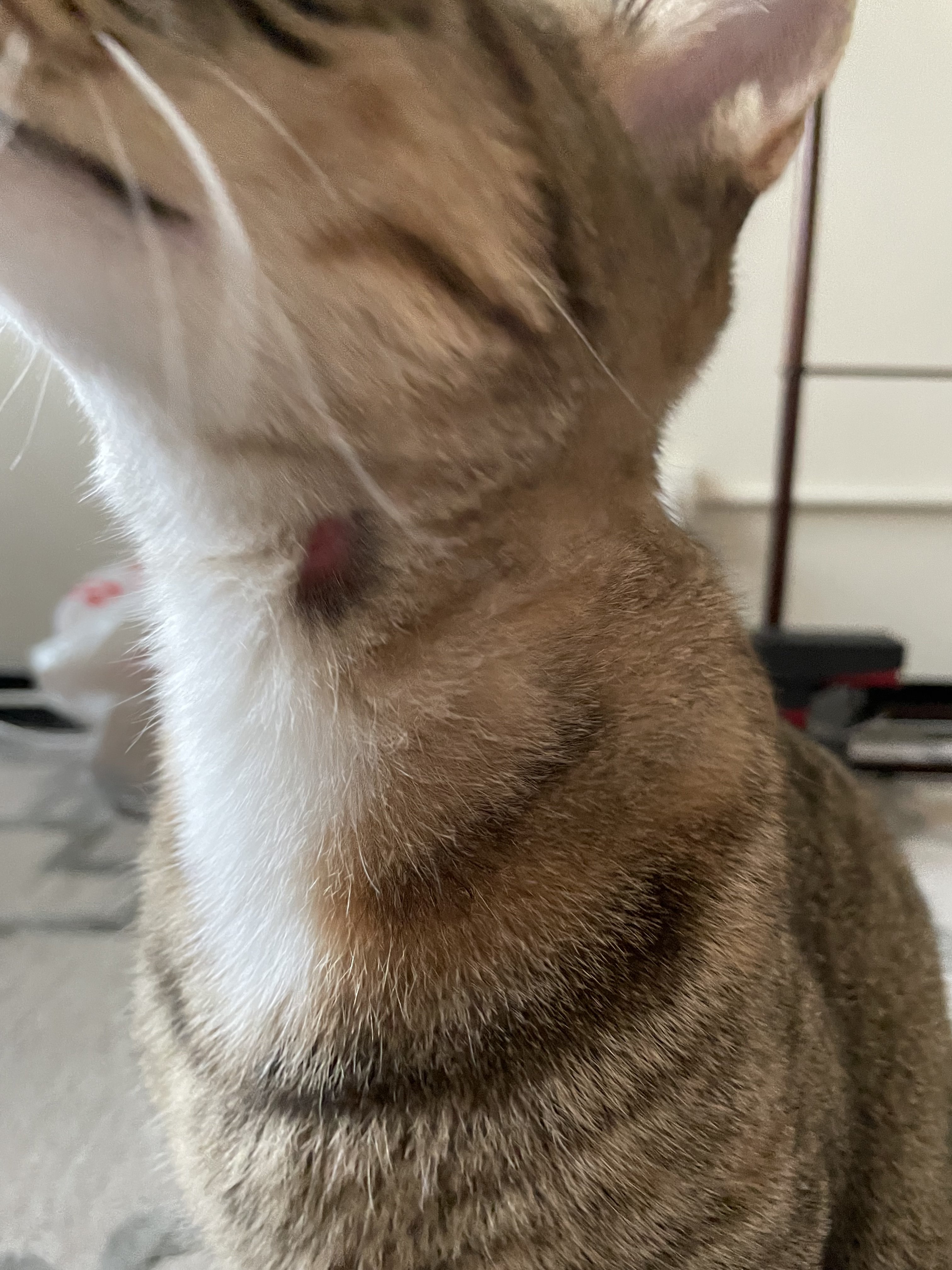 Inflamed bald patch on cat’s neck TheCatSite