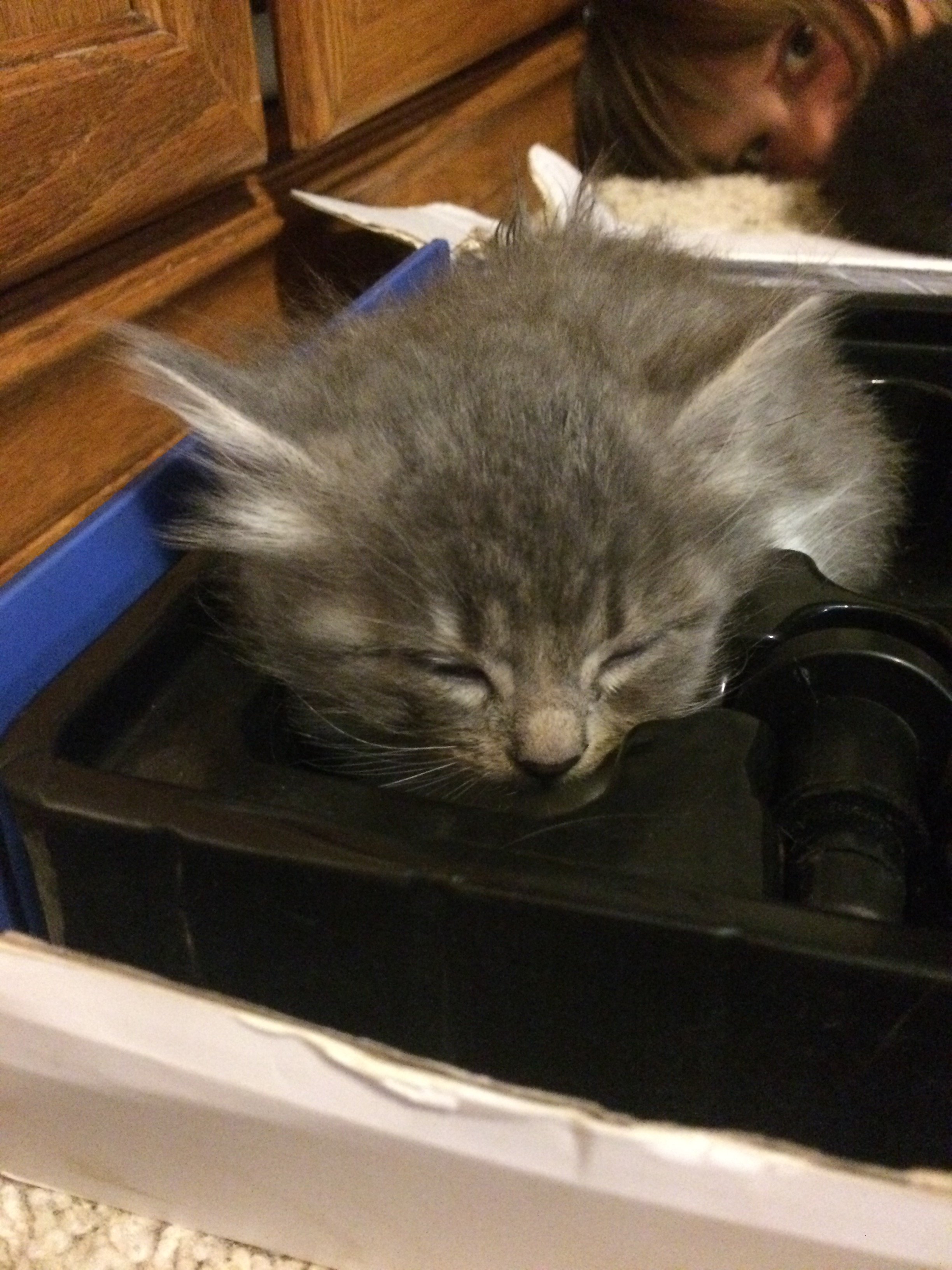 Special (?) runt kitten TheCatSite