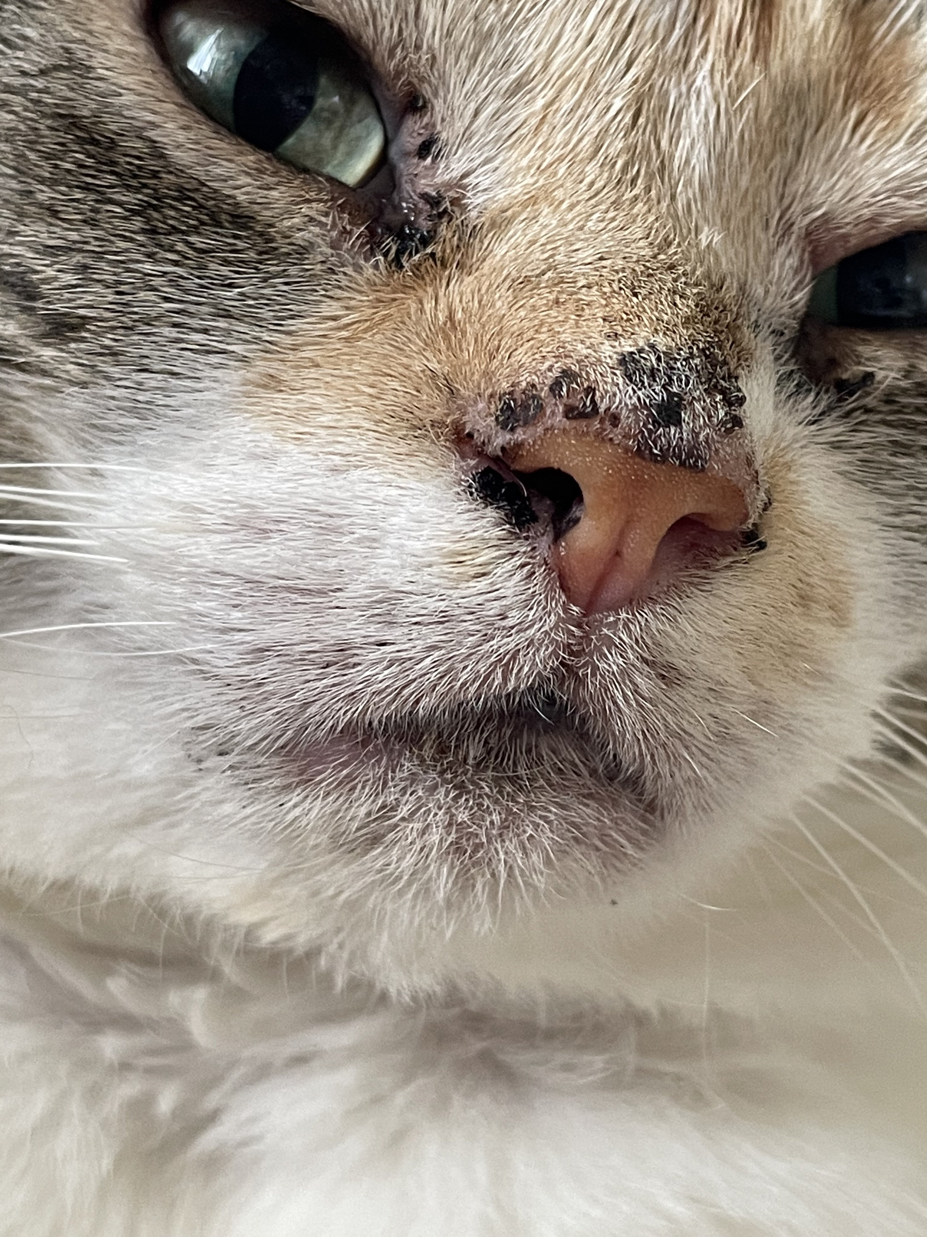 Pink nose turning black TheCatSite