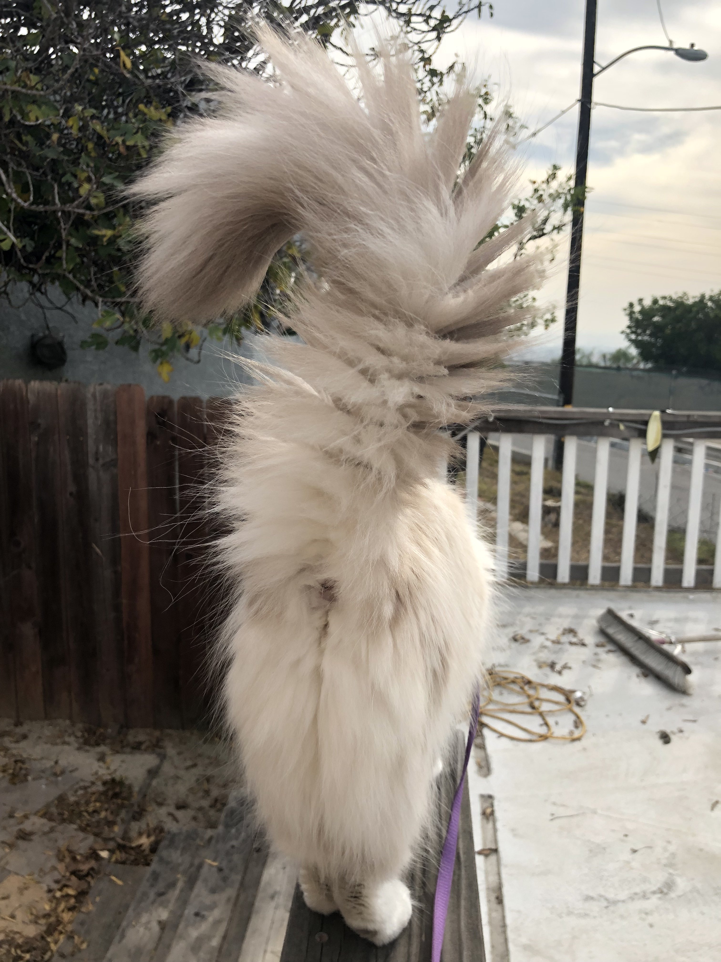 Fluffy Tails ] TheCatSite