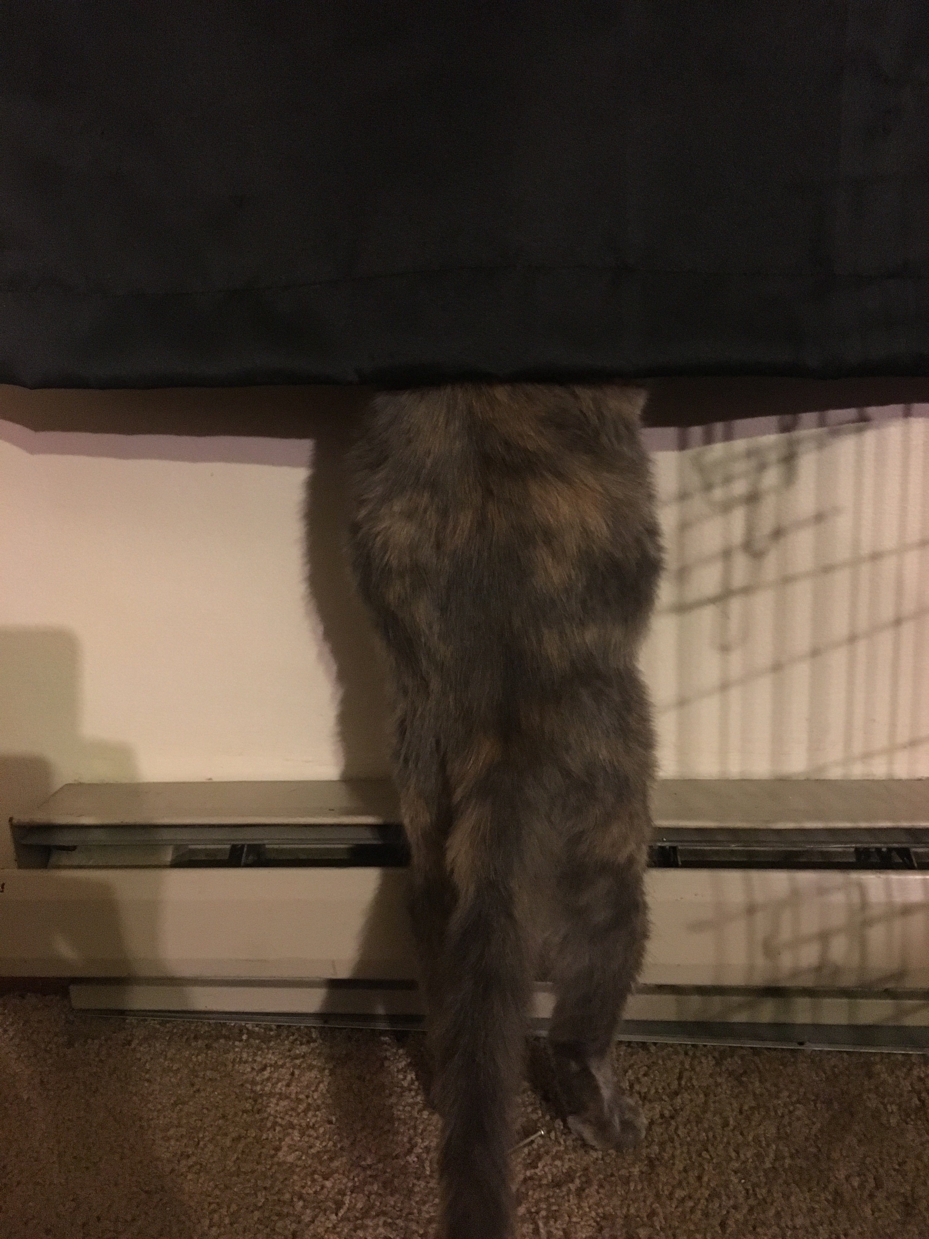 Pregnant Cat Not Going Into Labor TheCatSite