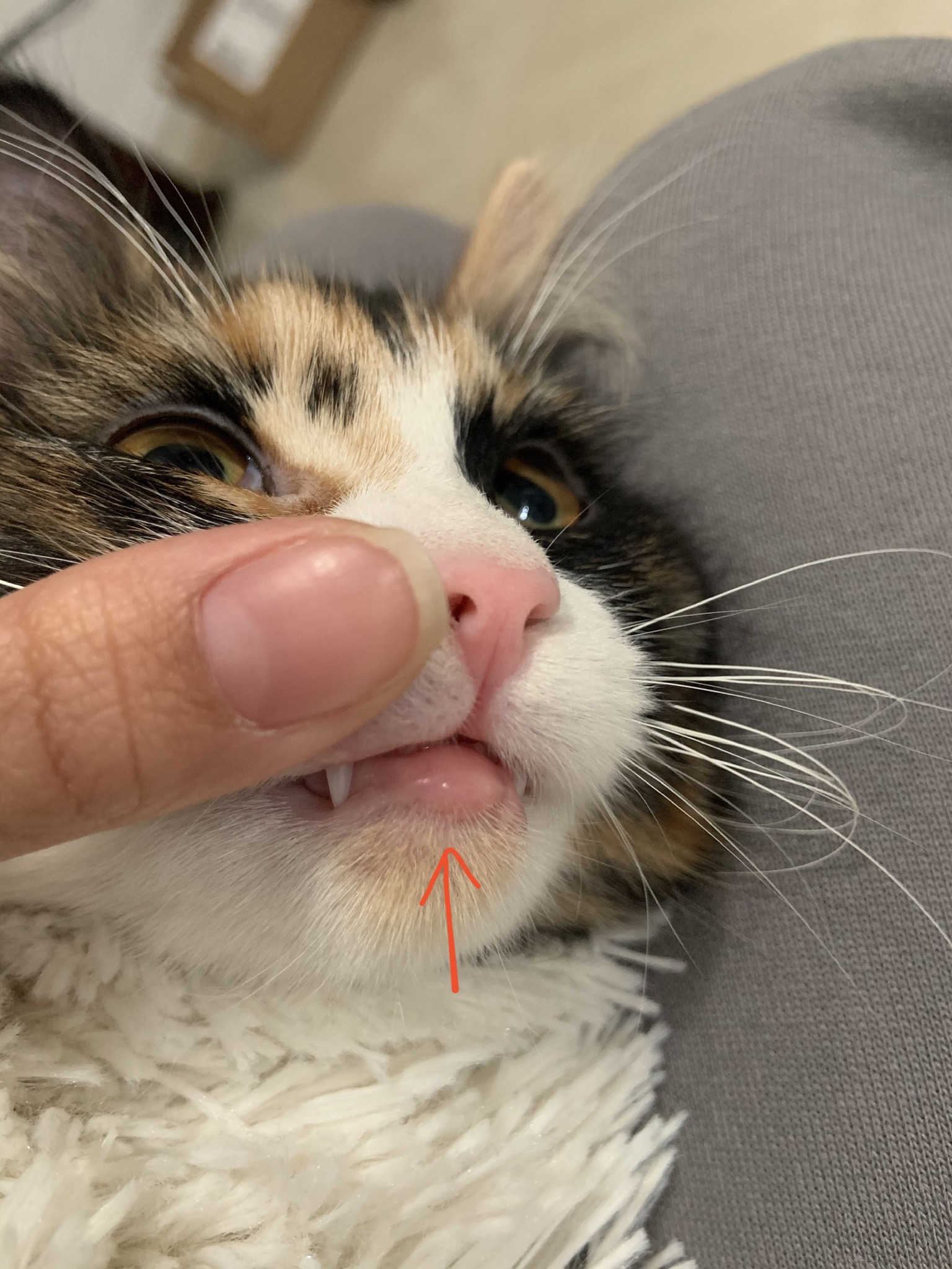 What’s wrong with kitten’s lower lip? TheCatSite
