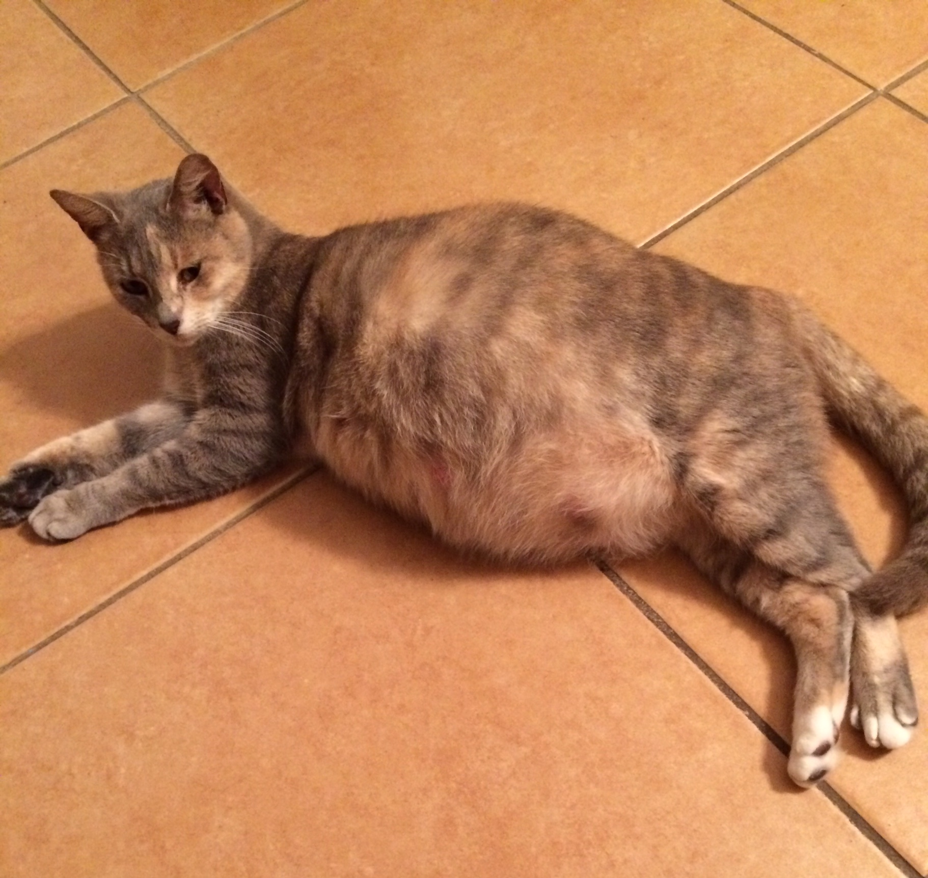 Pregnant cat overdue? Updated TheCatSite