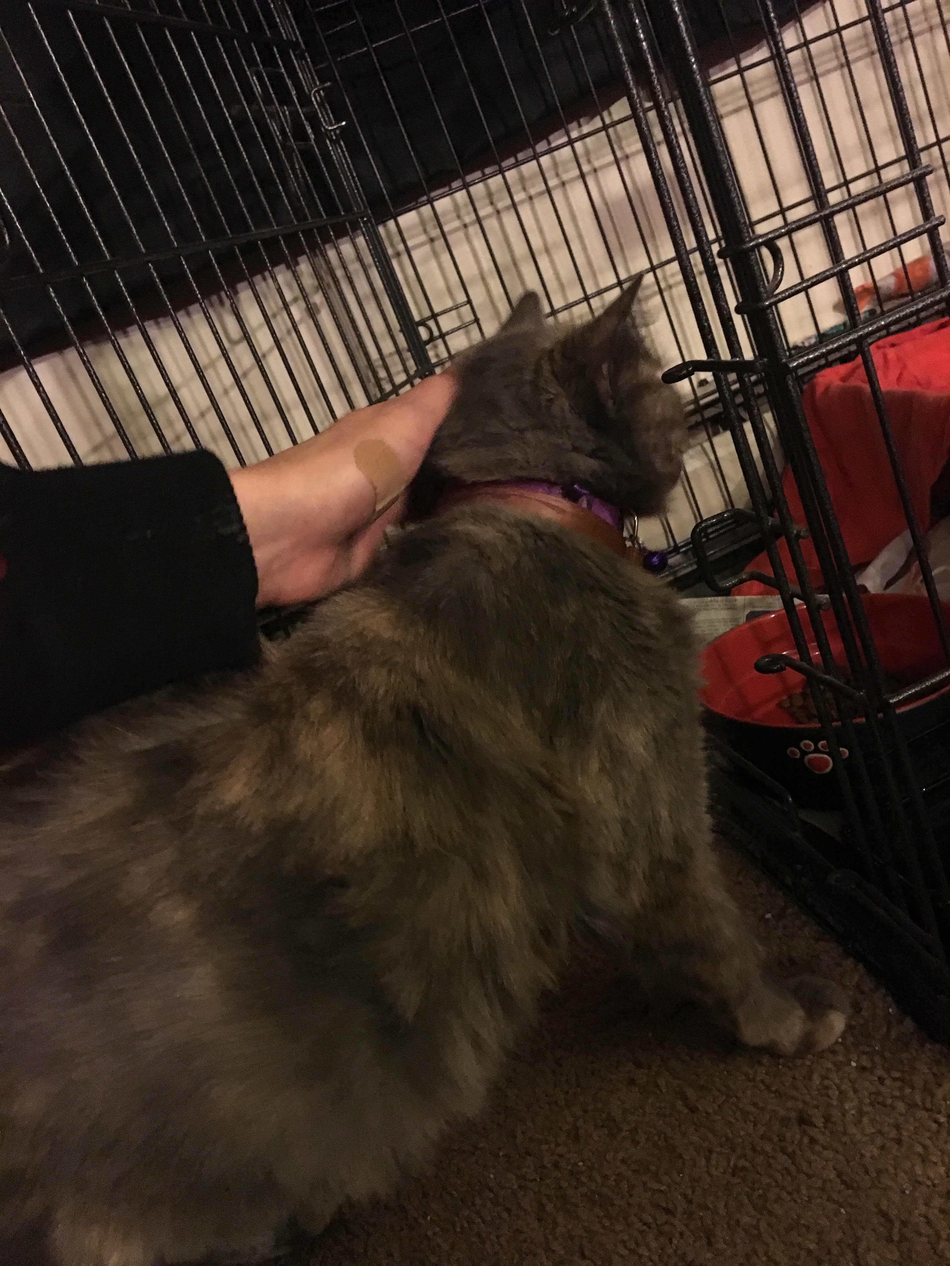 Pregnant Cat Not Going Into Labor TheCatSite