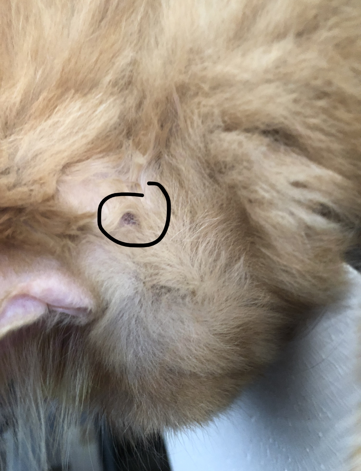 My cat has a pimplelike bump behind his ear, what do I do? TheCatSite
