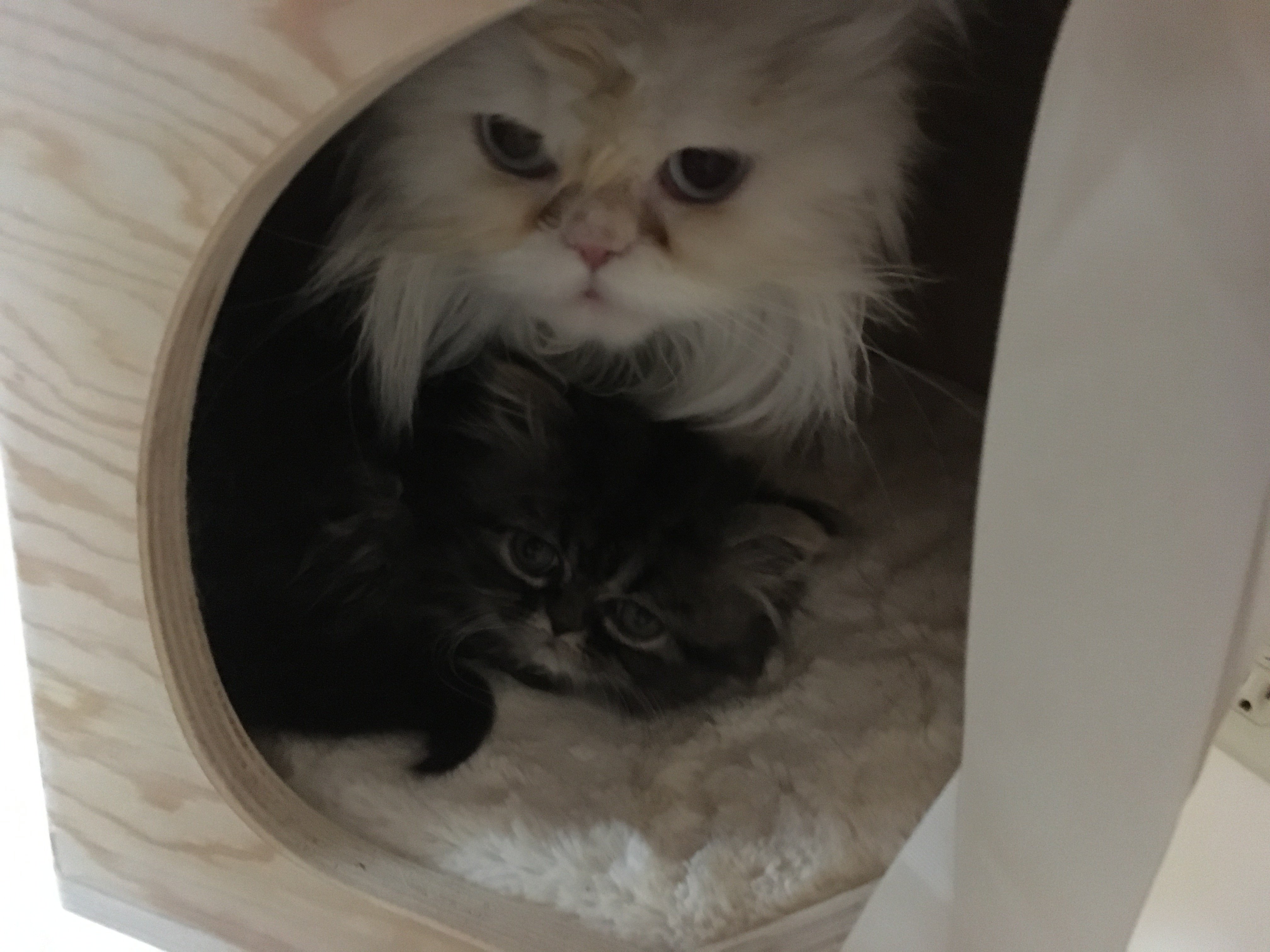 New KittenDirty Bum TheCatSite