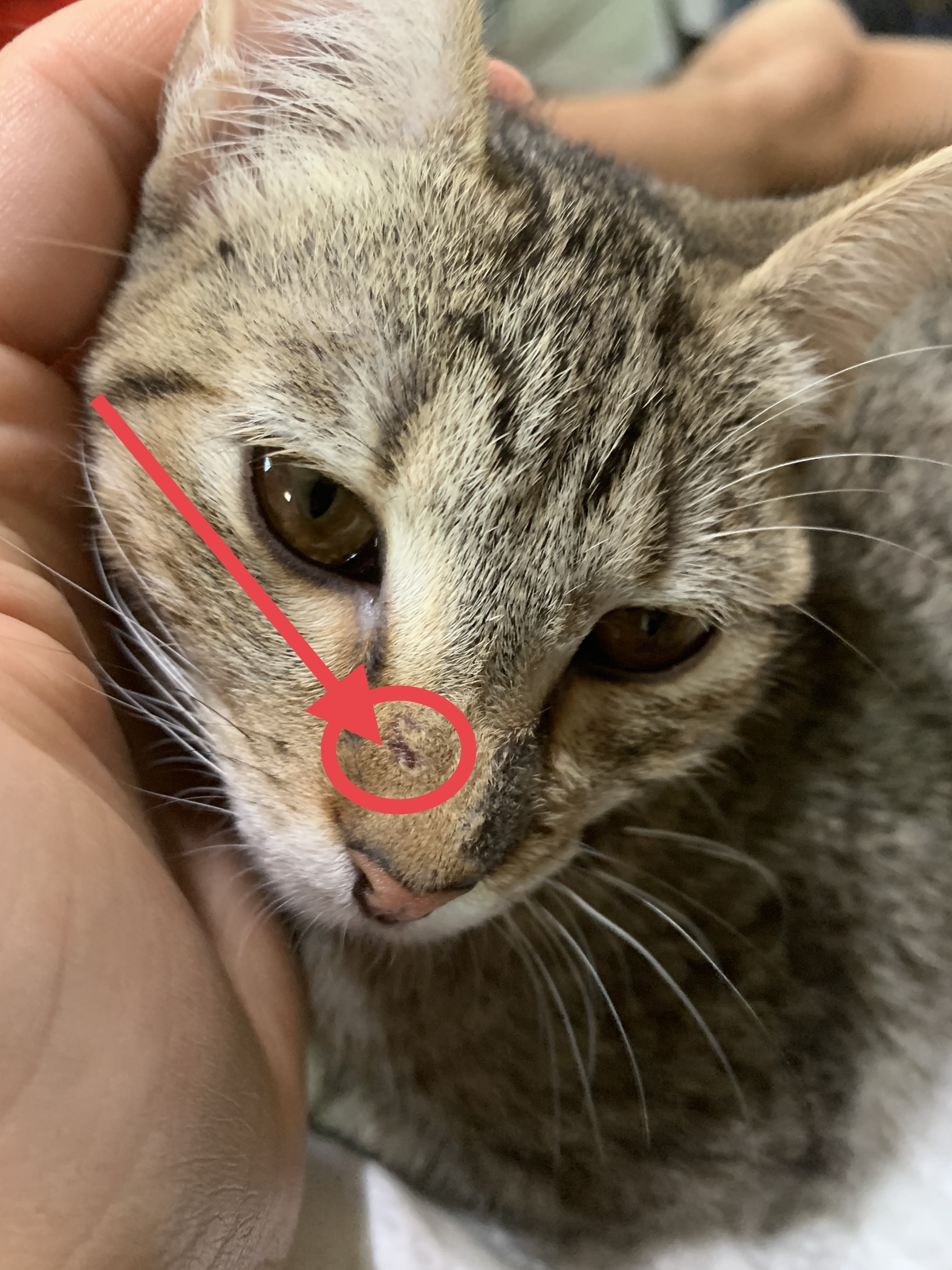Kitten Nose Discoloration TheCatSite