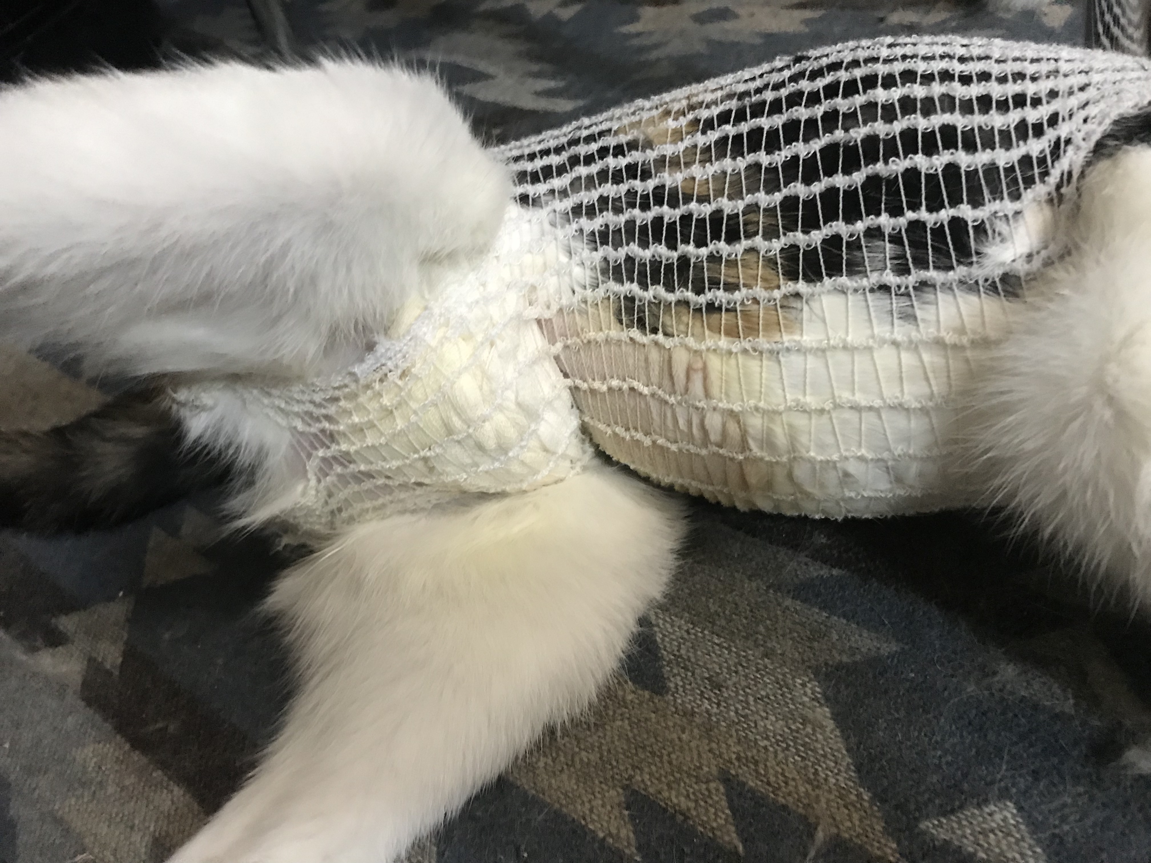 Spay Aftercare And Preventing Licking TheCatSite