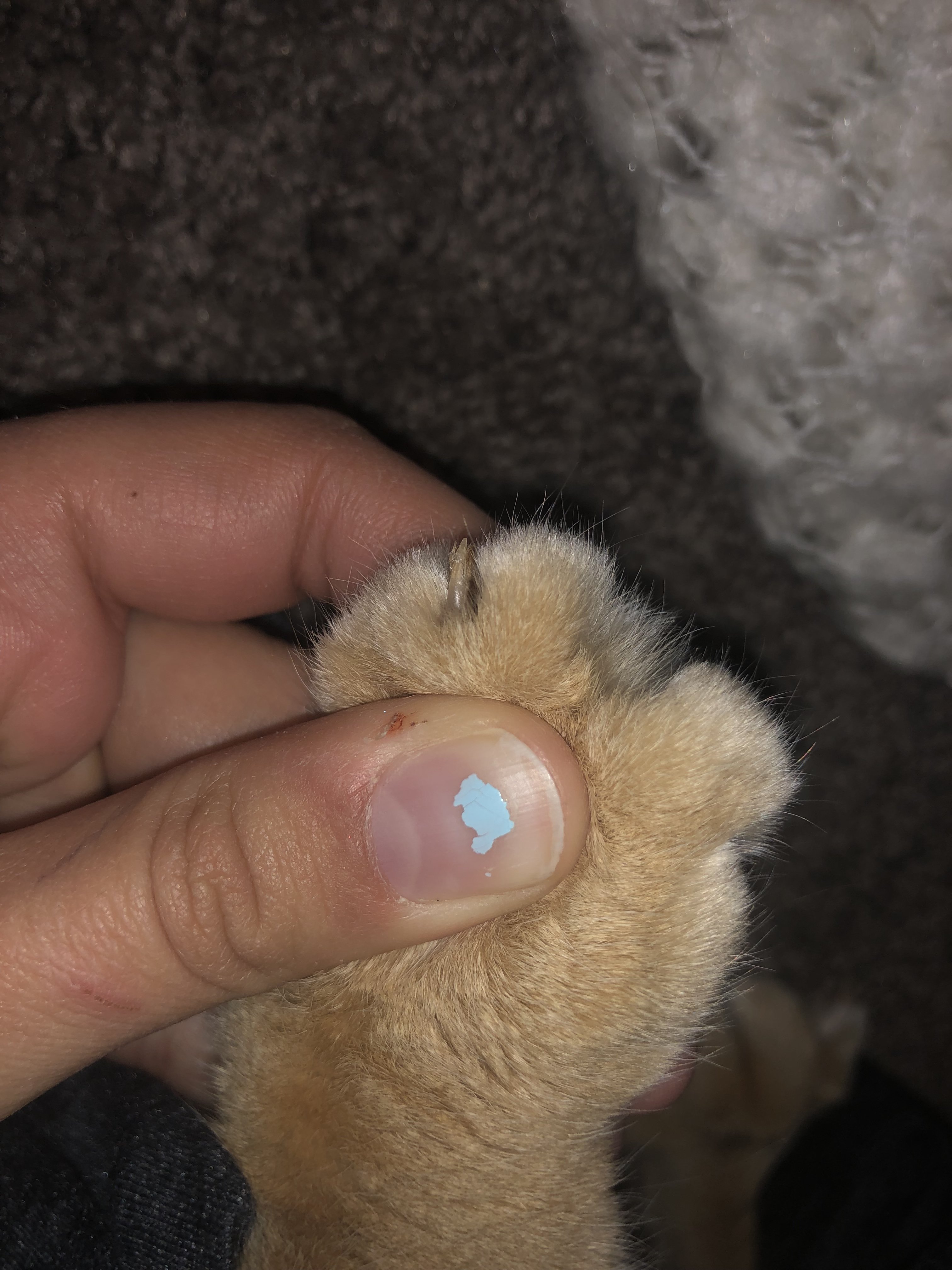 What Color Are Cat S Nails at Michael Farwell blog