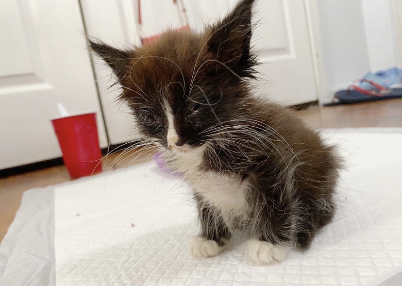 Underweight / Weak Kitten TheCatSite