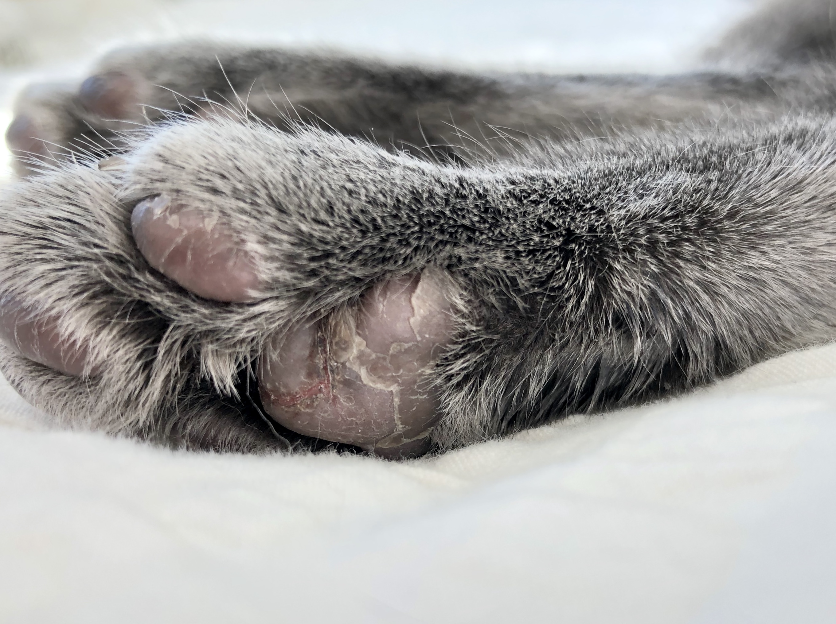 Plasma cell pododermatitis? Paw pad hyperkeratosis? Allergies? TheCatSite