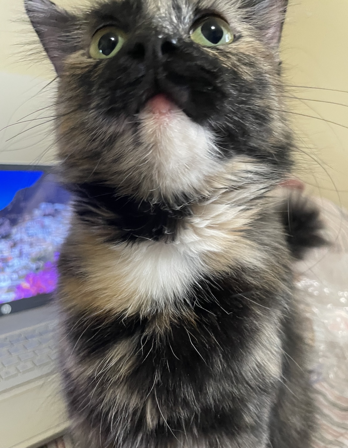 Plastic allergy or something else? TheCatSite