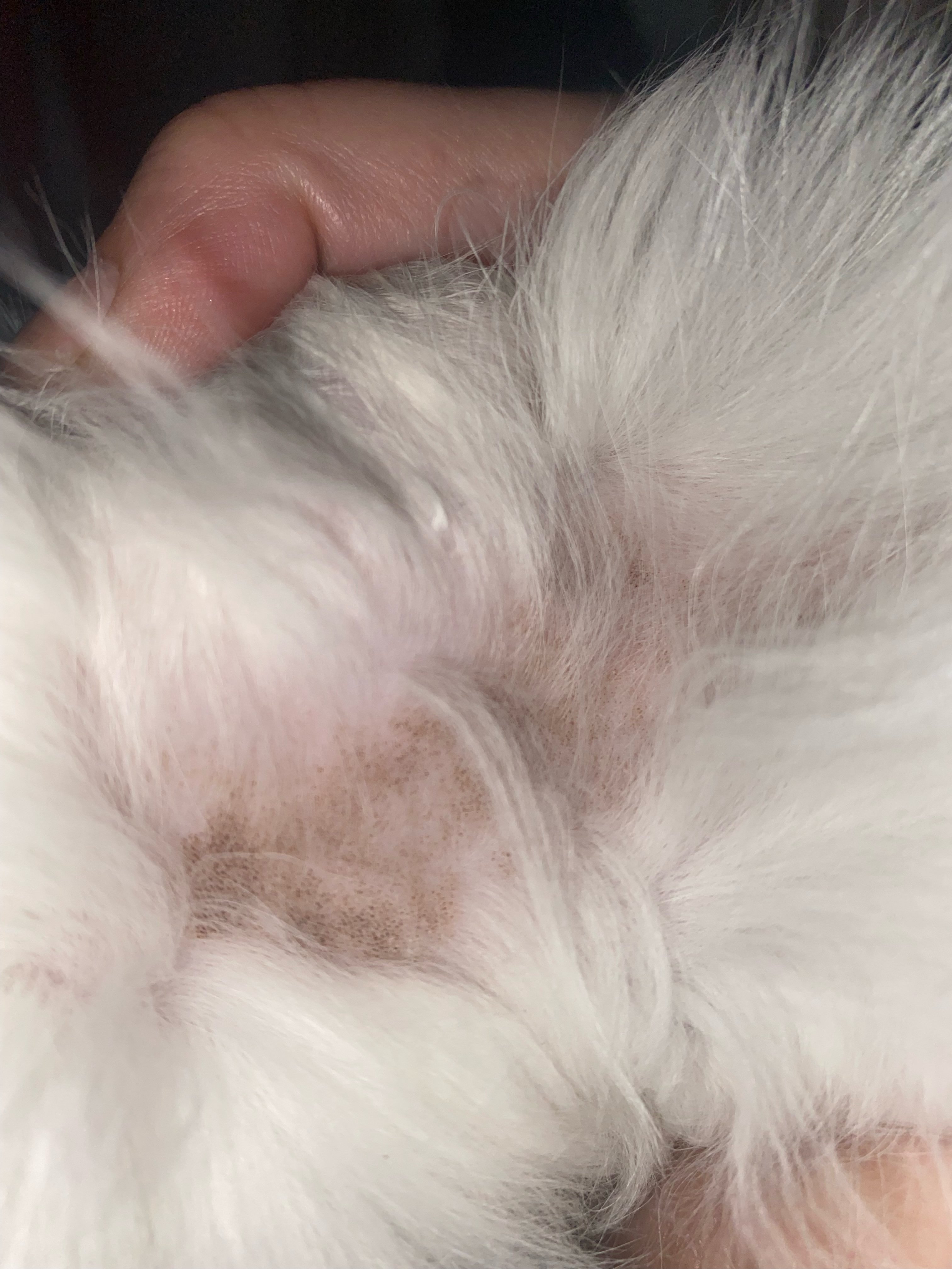 My cat has a bald patch with little black dots in it TheCatSite