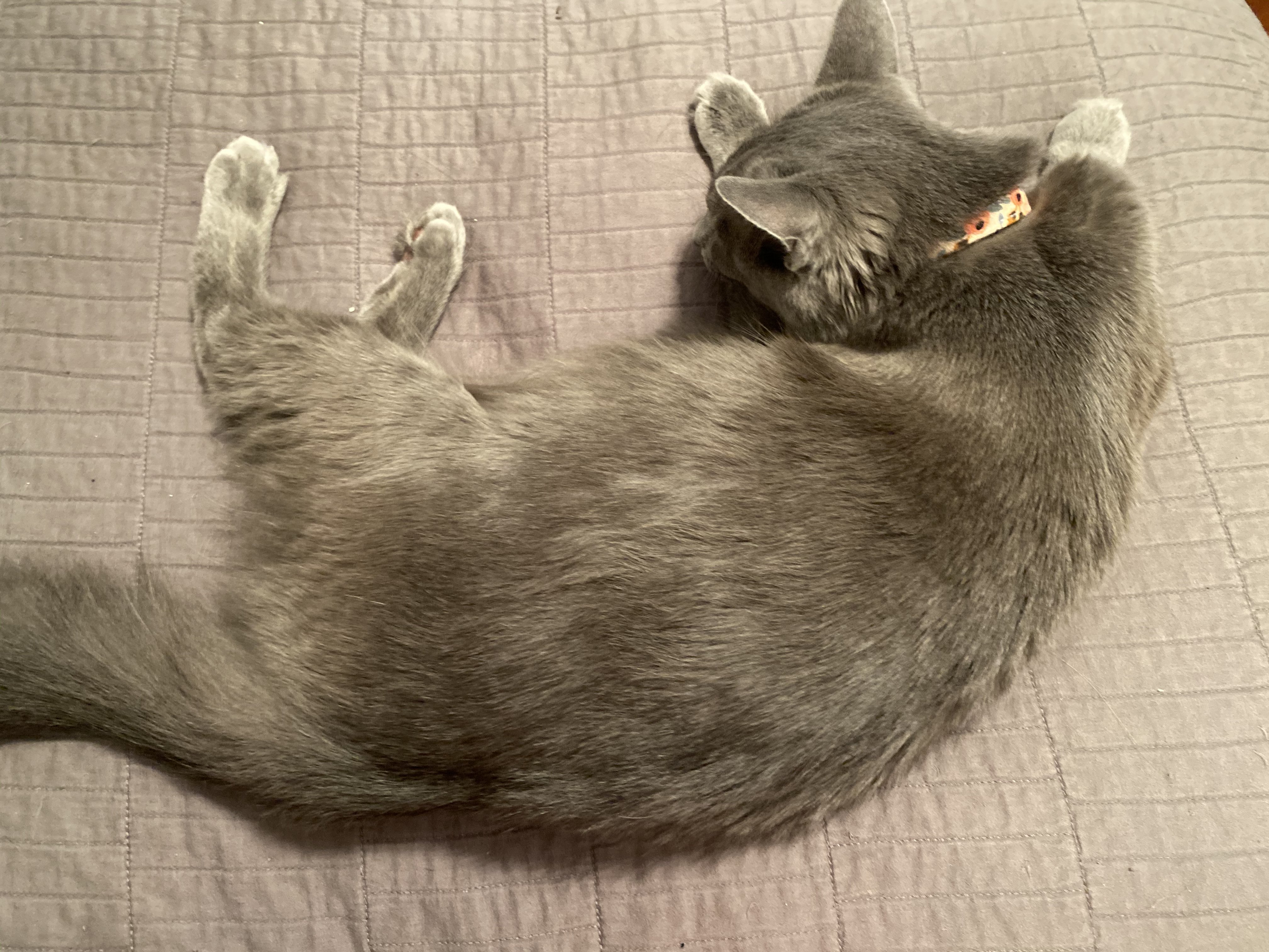 Is my cat in labor/new kitten help! TheCatSite