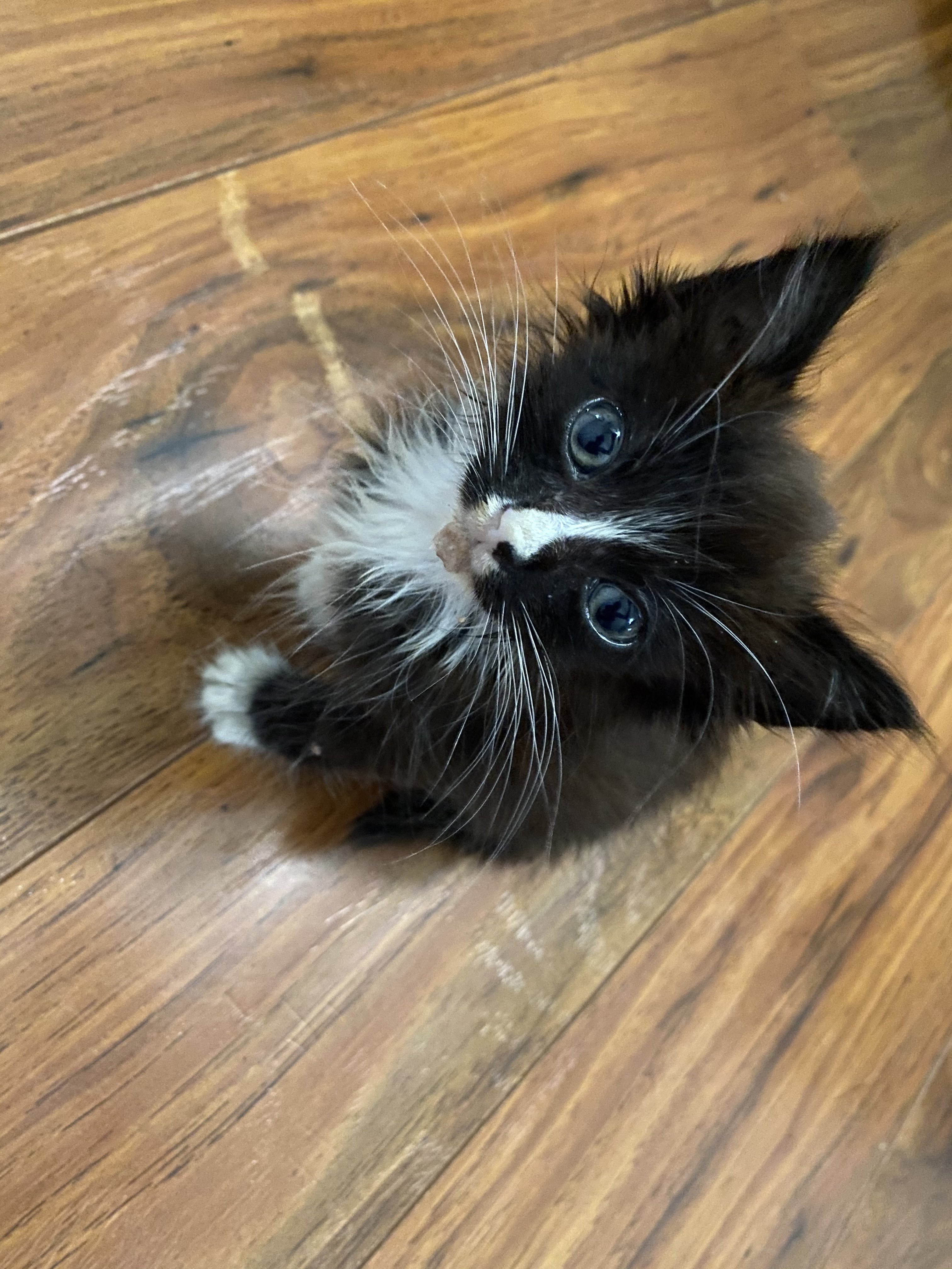 Underweight / Weak Kitten TheCatSite