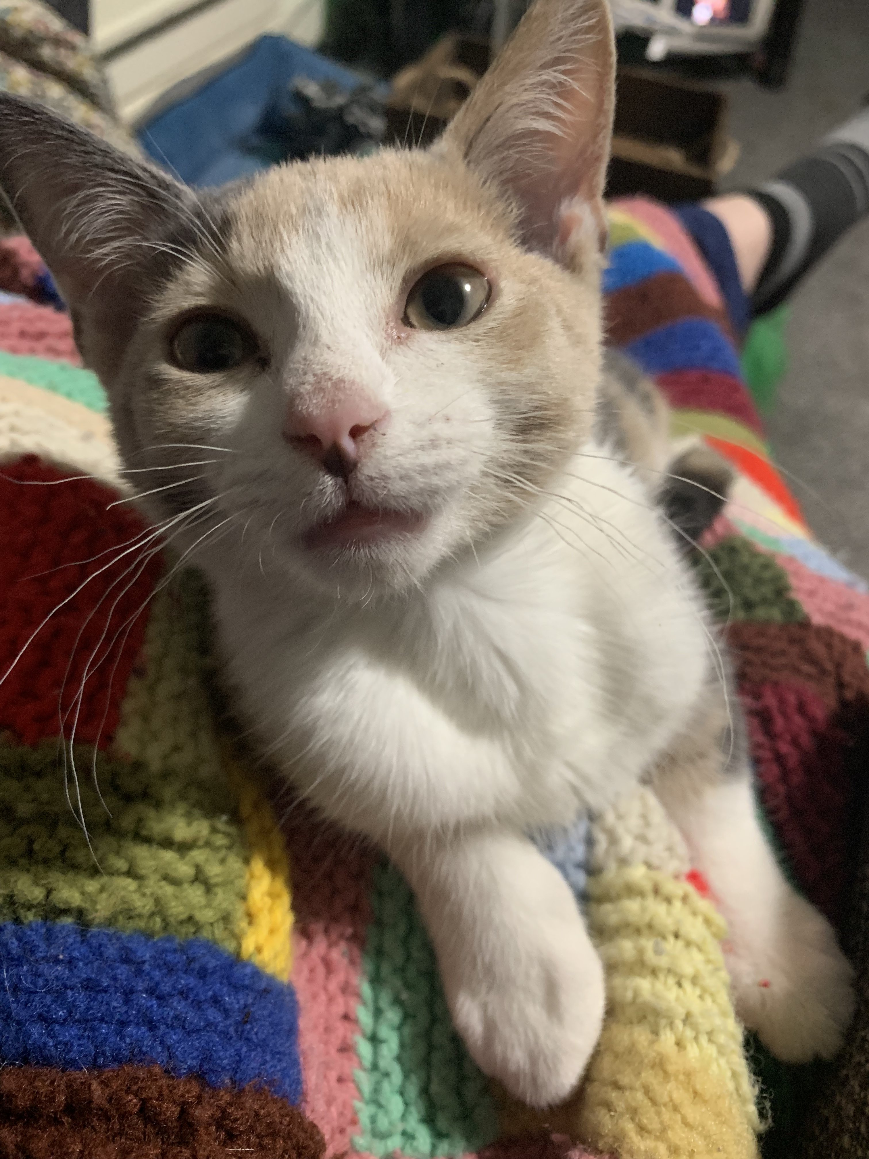 Crinkled Whiskers? TheCatSite