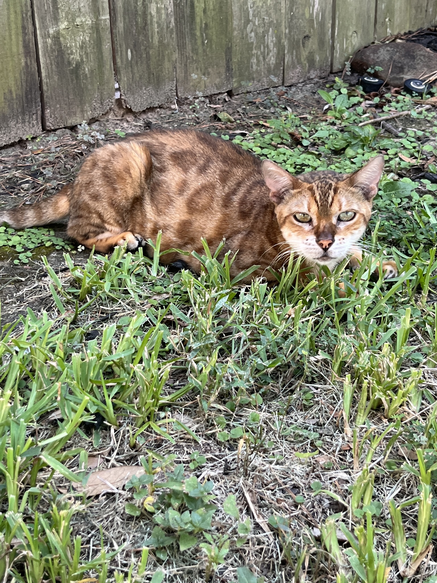 Is my cat a pure bred bengal, or a bengal mix? TheCatSite