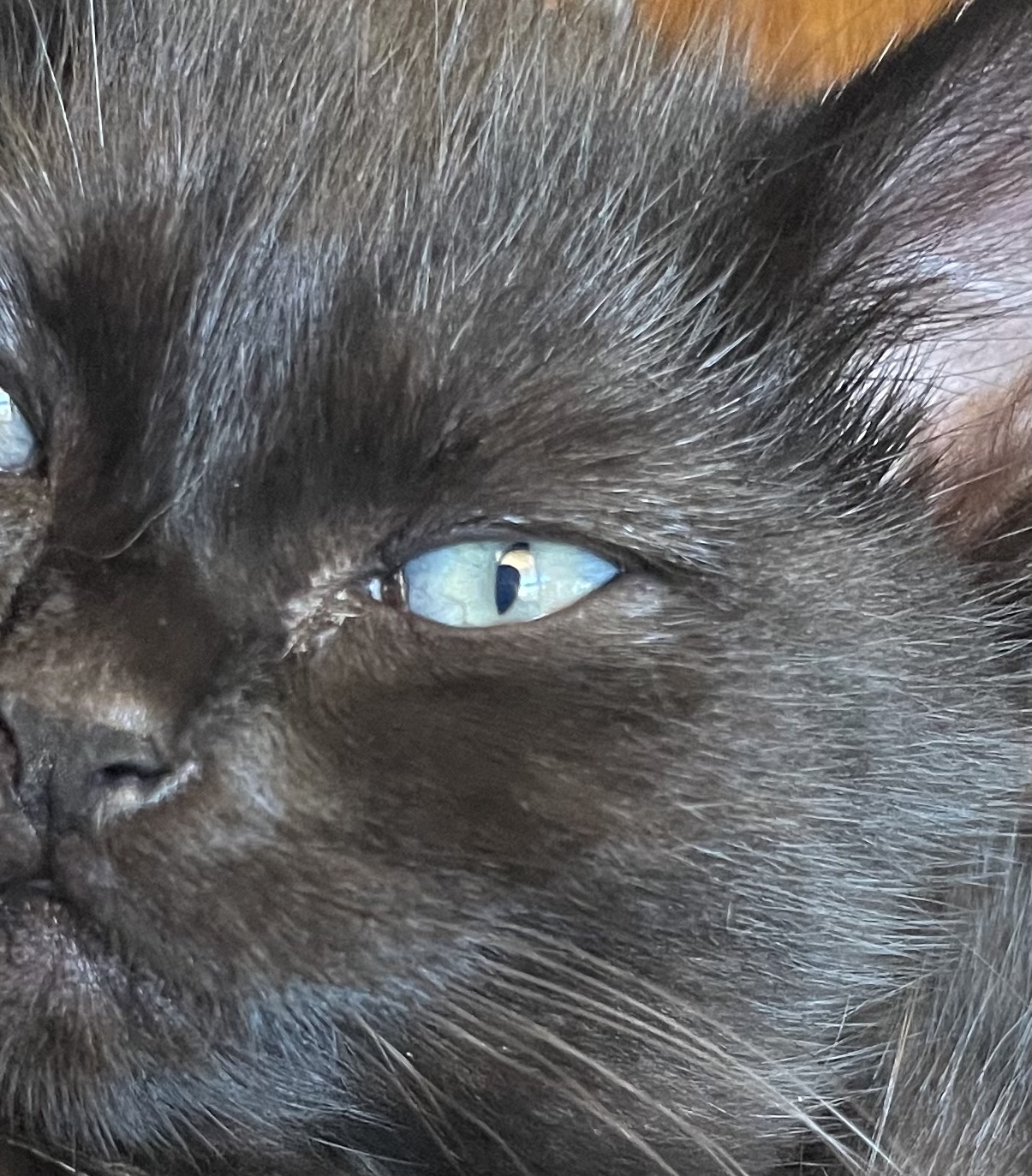 Oddoneout black kitten different coloured eyes TheCatSite