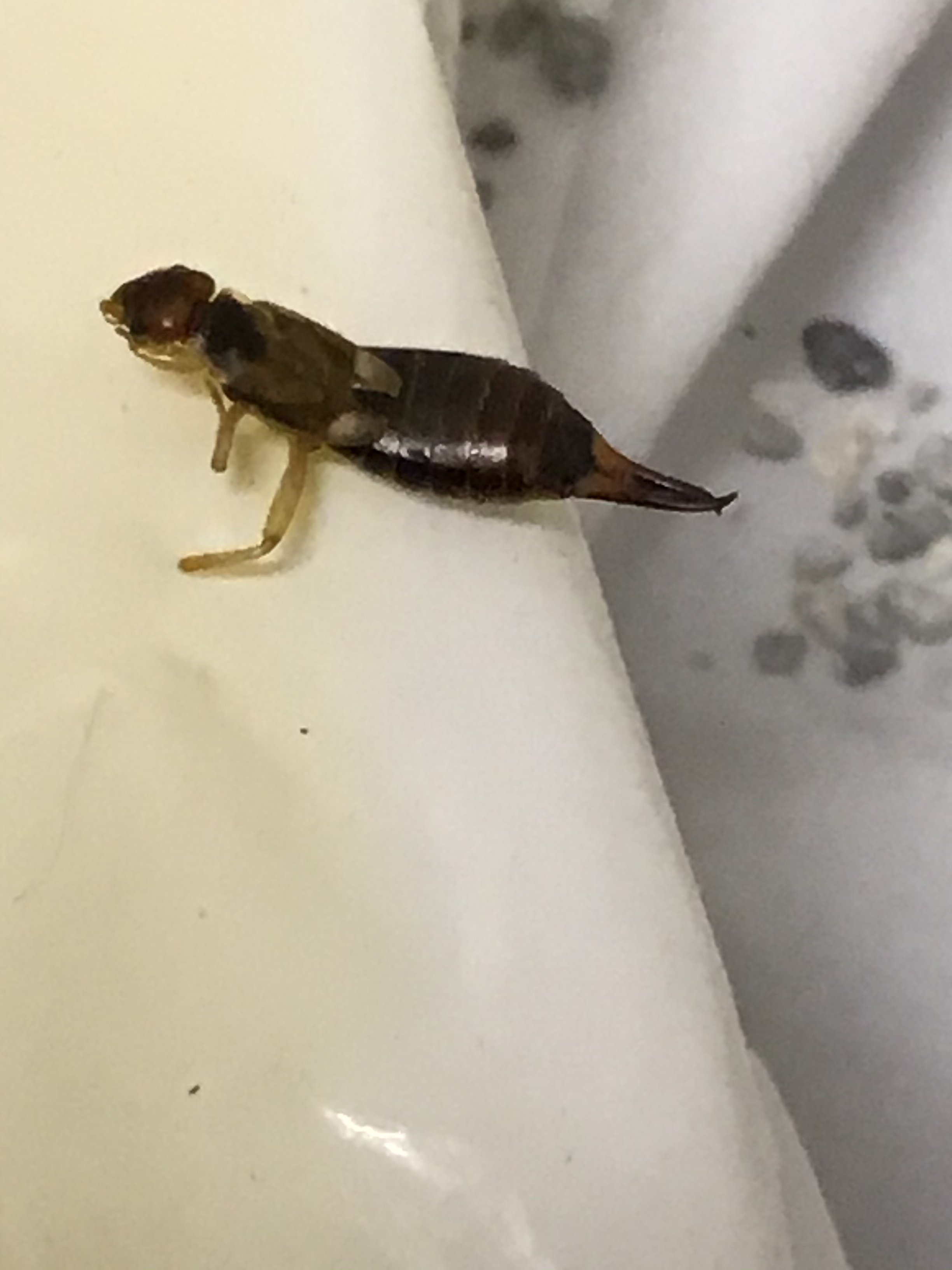 Weird (bug?) in cats litter box. TheCatSite