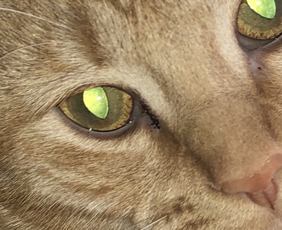 Bloody Eye Discharge? TheCatSite