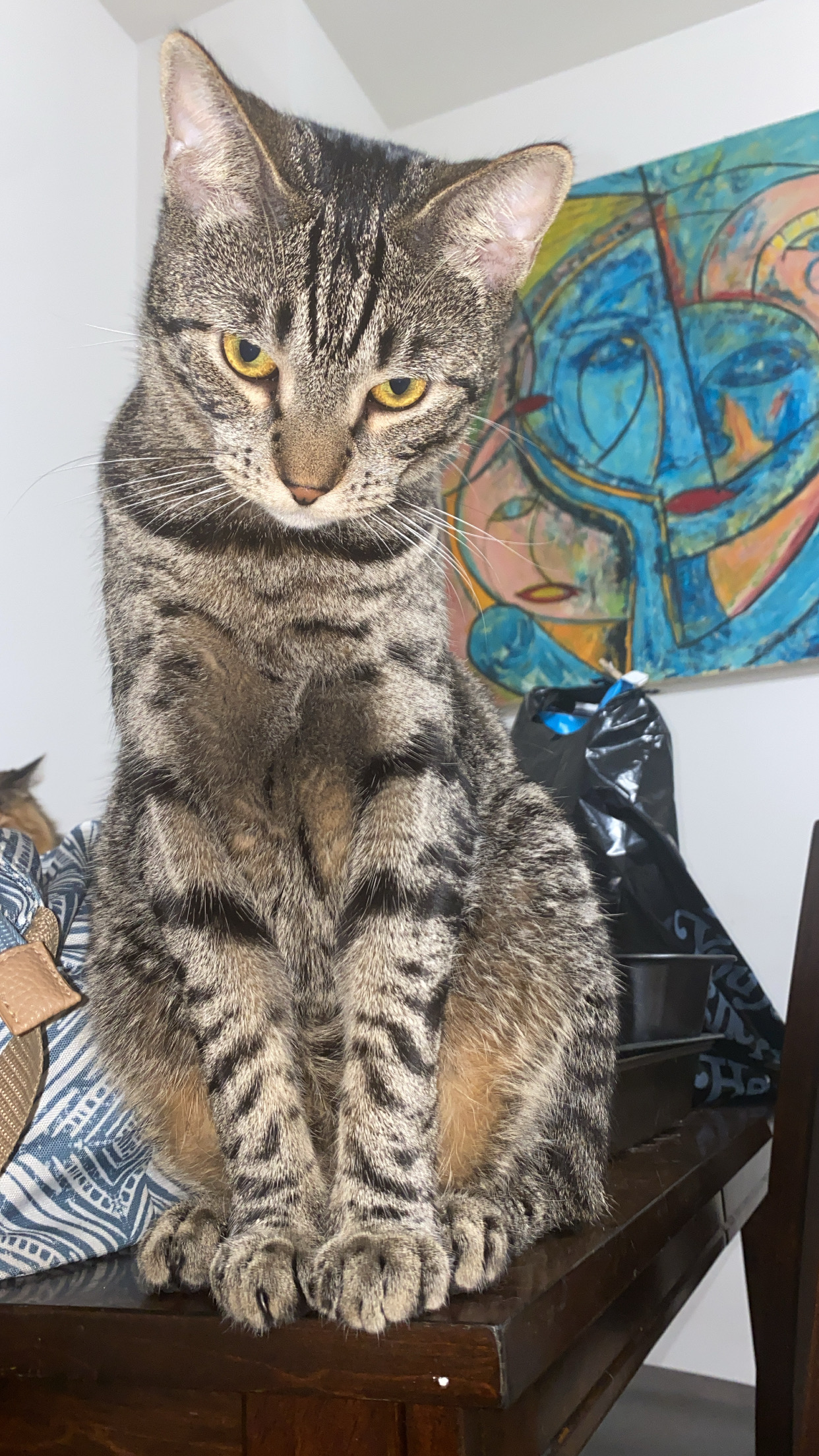 Is my cat part Bengal? TheCatSite