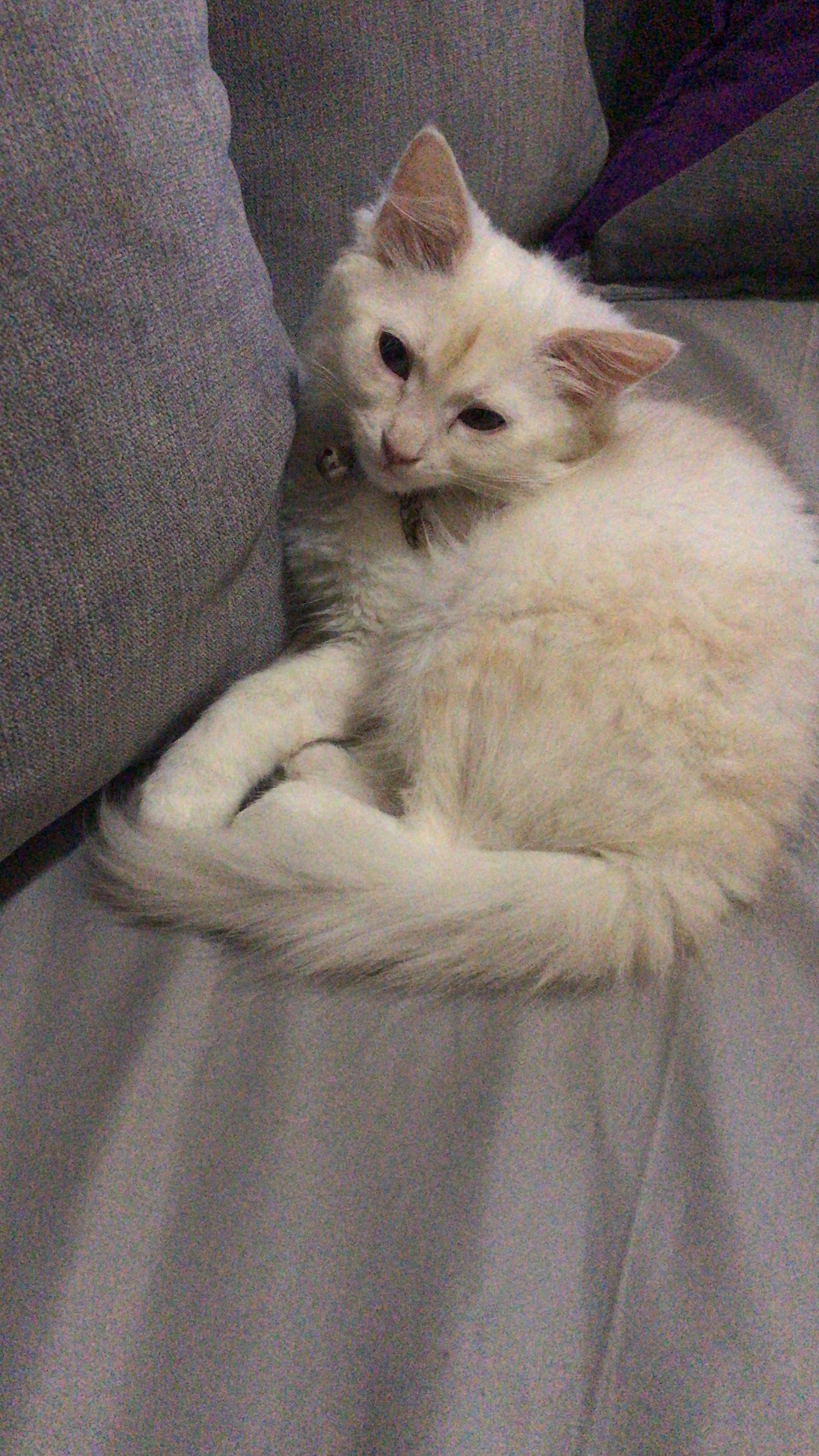 Will My Cat Have Long Hair Or A Short Hair? TheCatSite