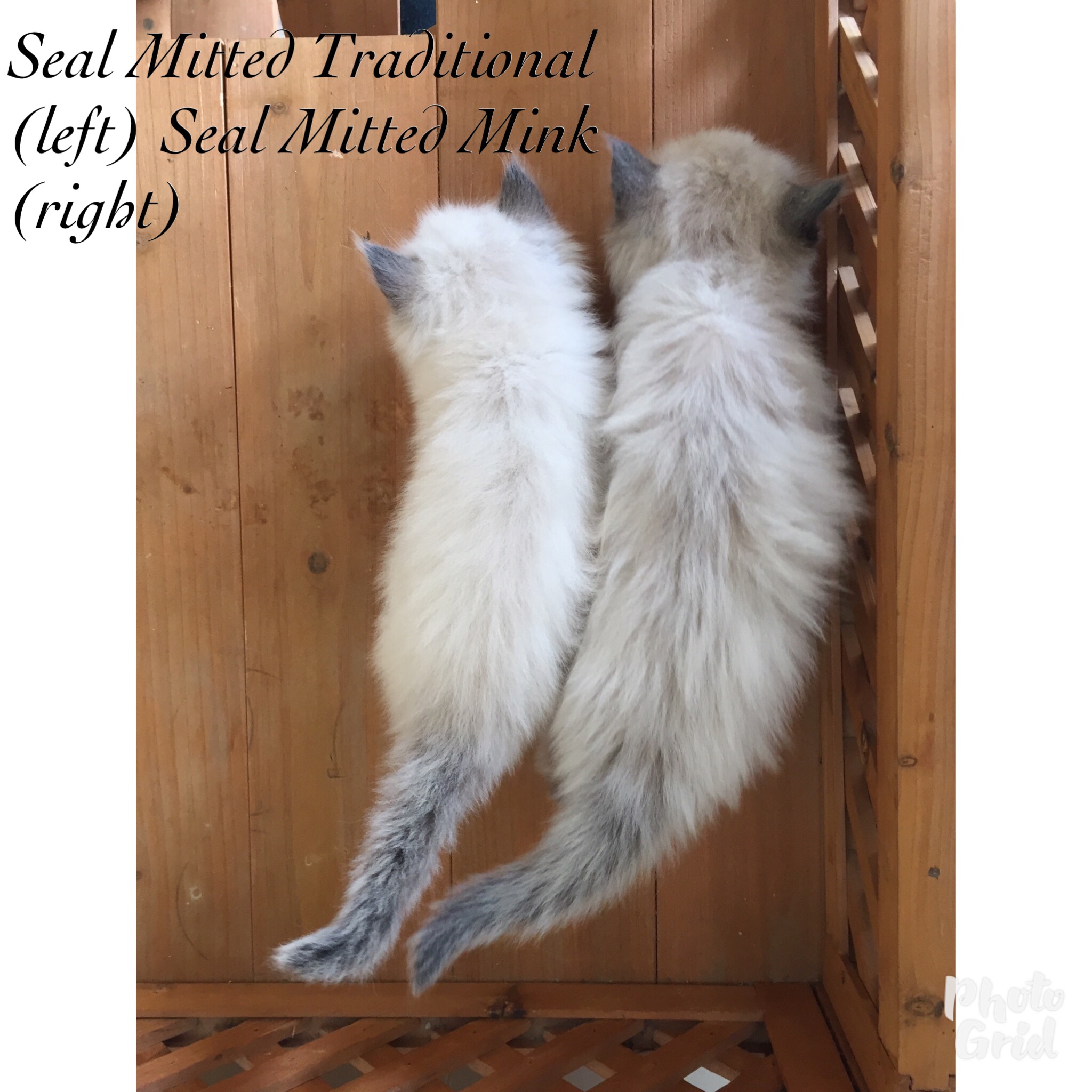 Runt Of The Litter! TheCatSite