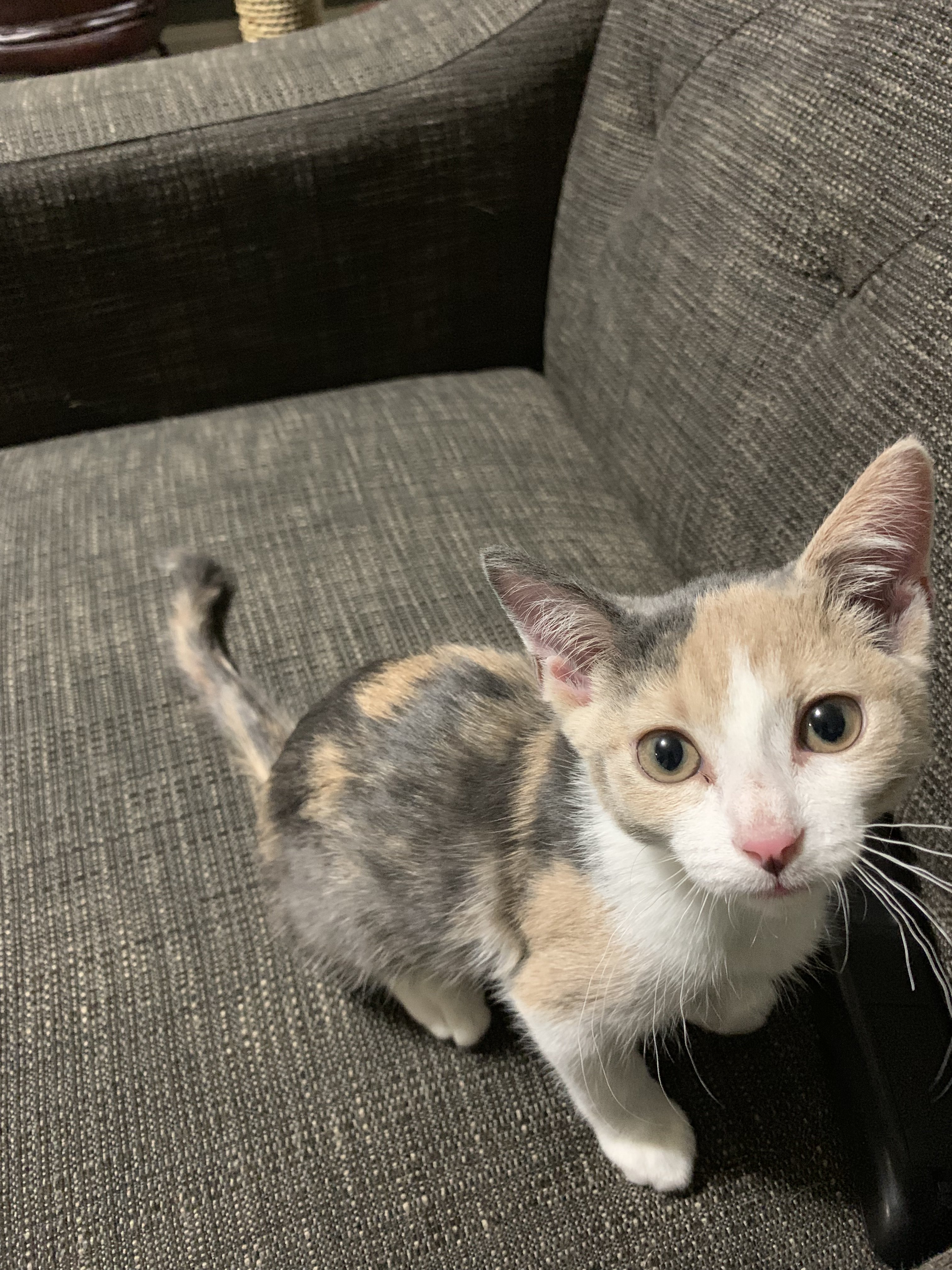 Crinkled Whiskers? TheCatSite