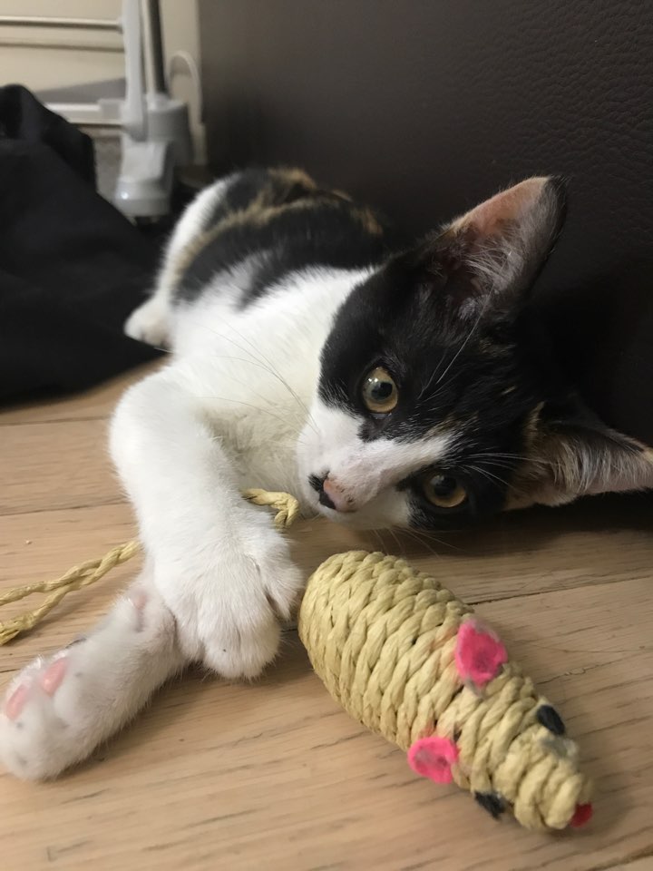 Care For A Sprained (?) Paw TheCatSite