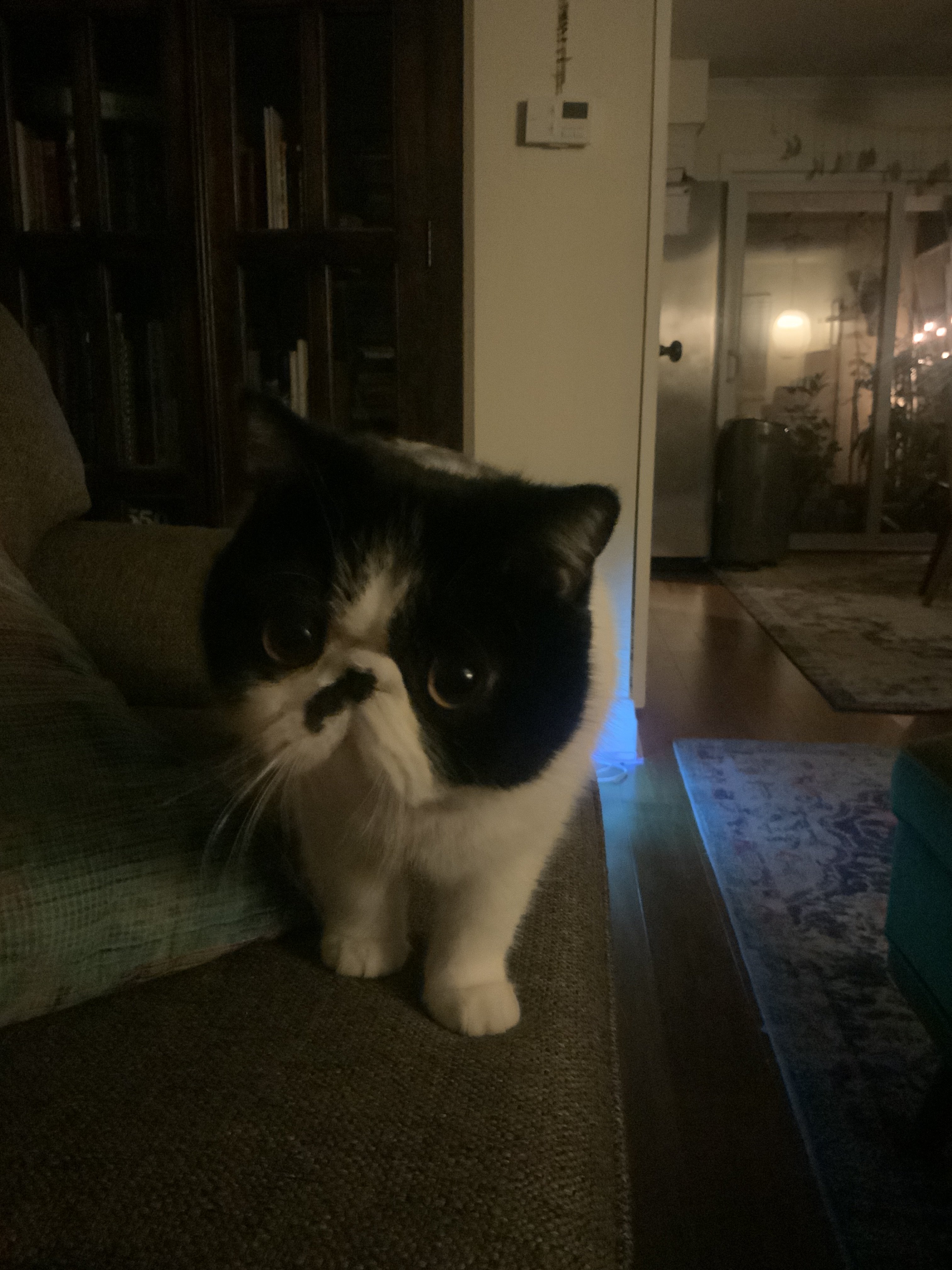 Why do cats sometimes look more floofy and then suddenly look more