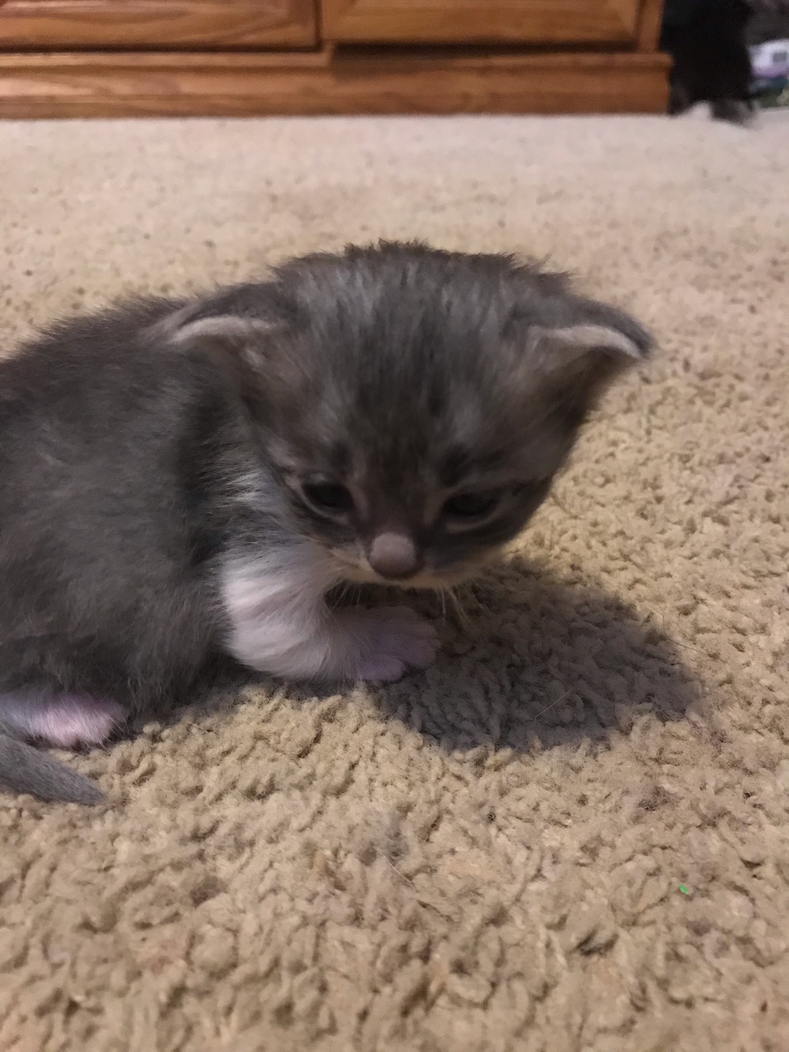 Special (?) runt kitten TheCatSite