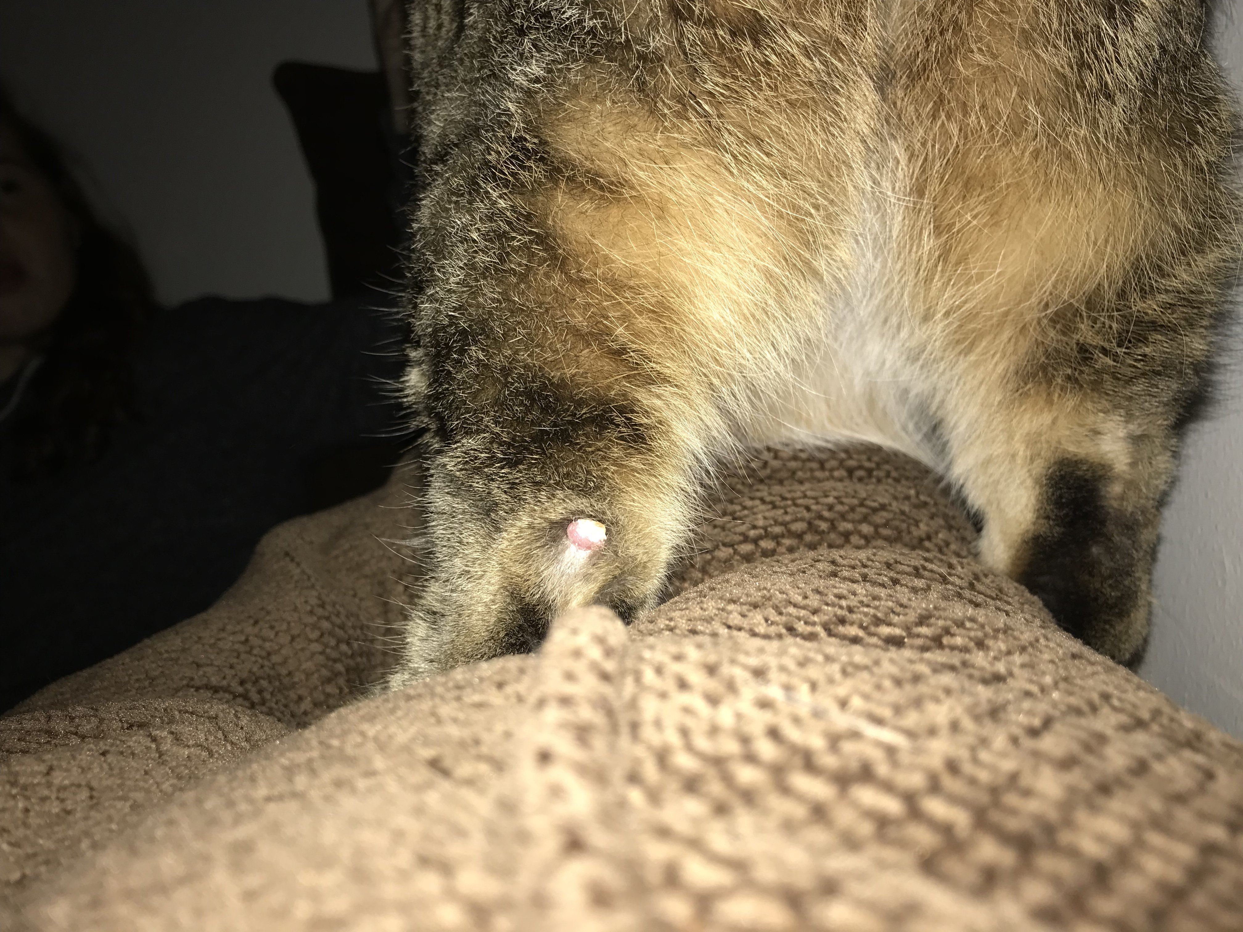 Sore On Cats Leg TheCatSite