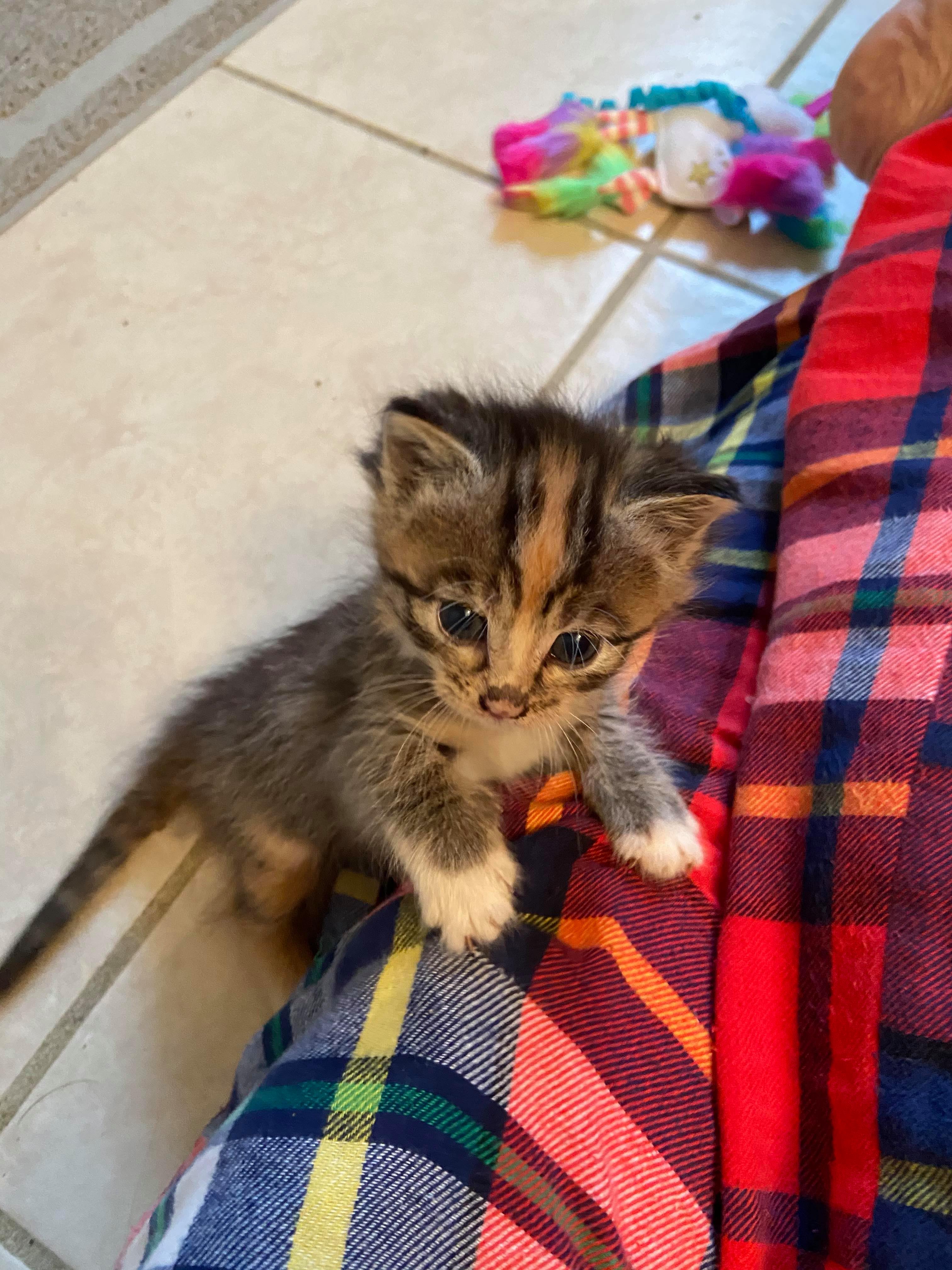 5 week old kitten TheCatSite