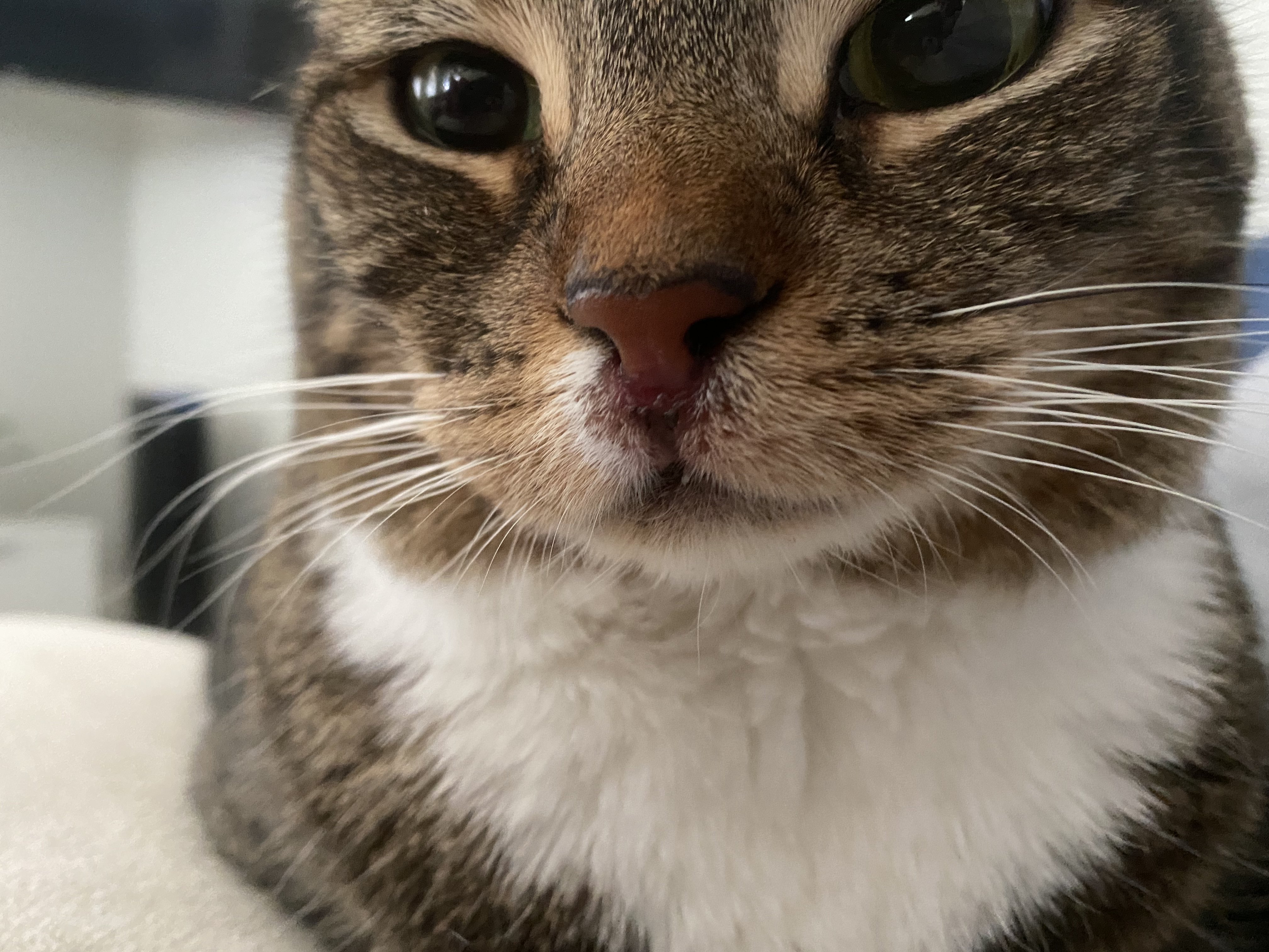 Raw cat's nose TheCatSite