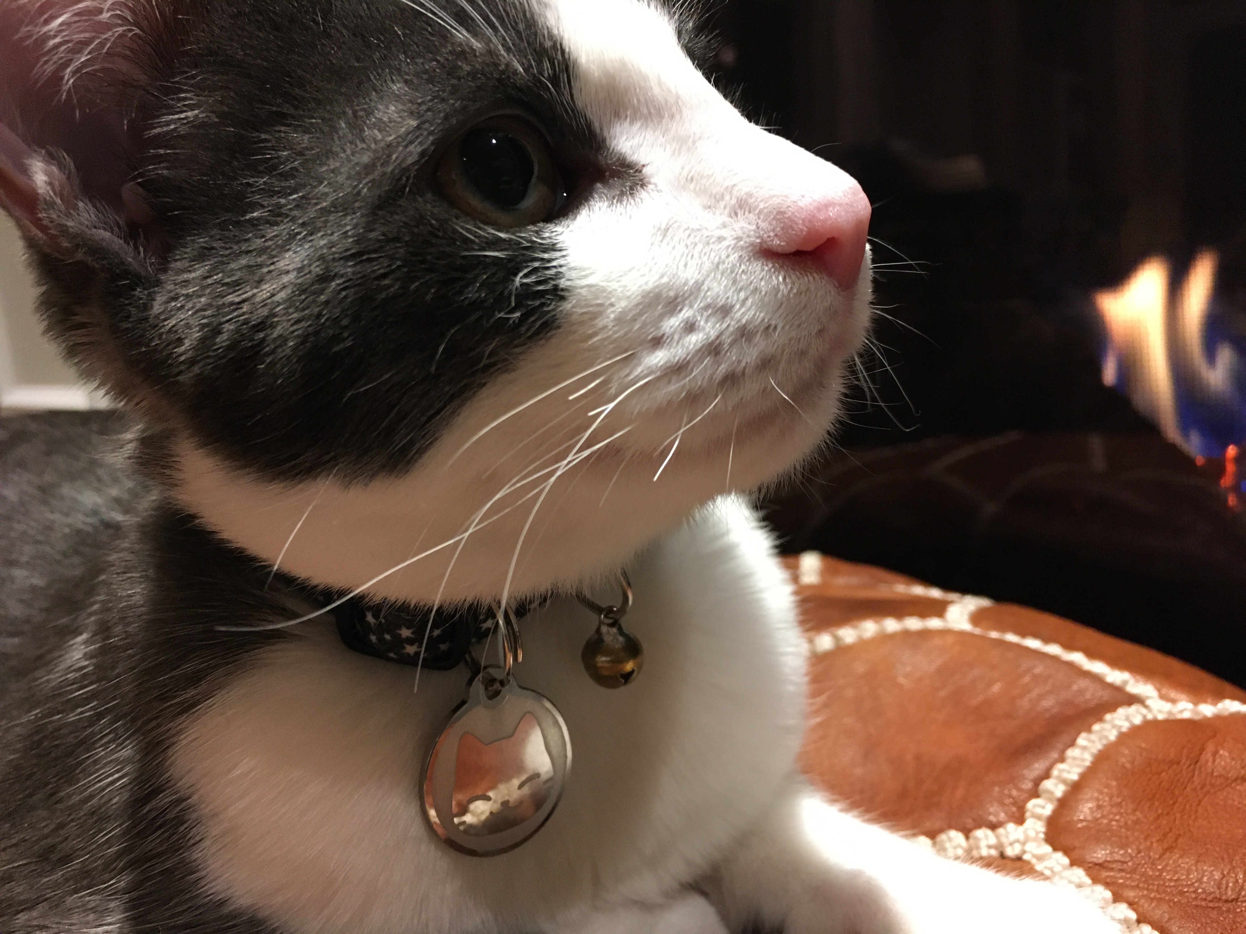 Broken whiskers? TheCatSite