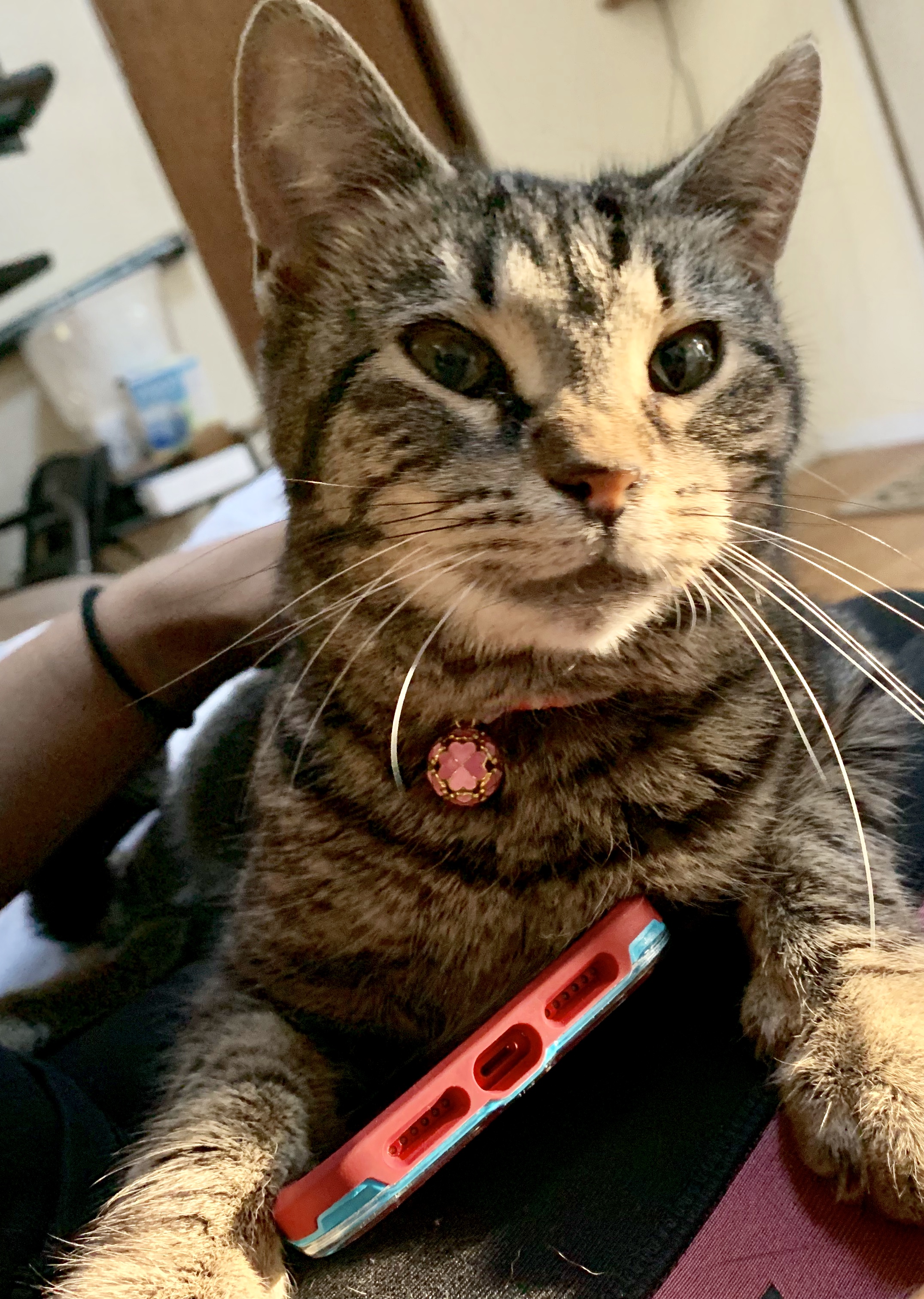 My Cat Passed Away. TheCatSite